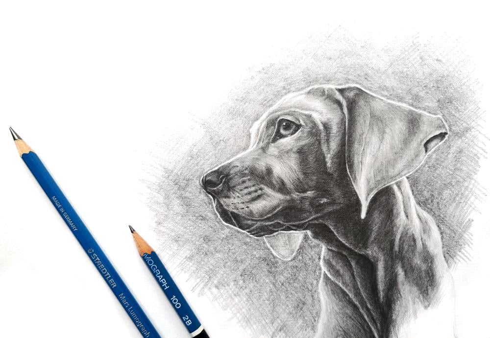 Example Project: Dog Portrait - image 1 - student project