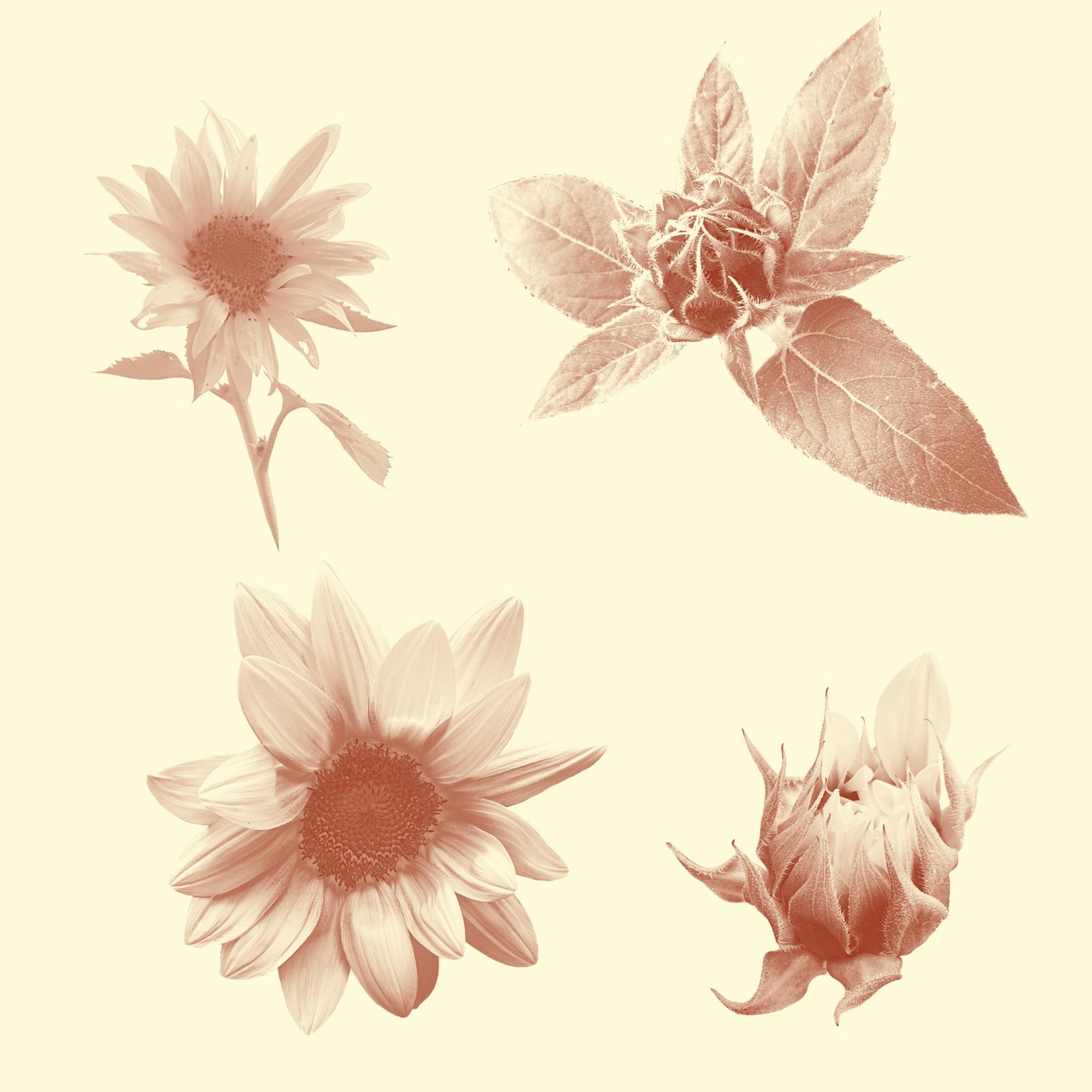 Make Photo Stamp Brushes in Procreate - image 2 - student project