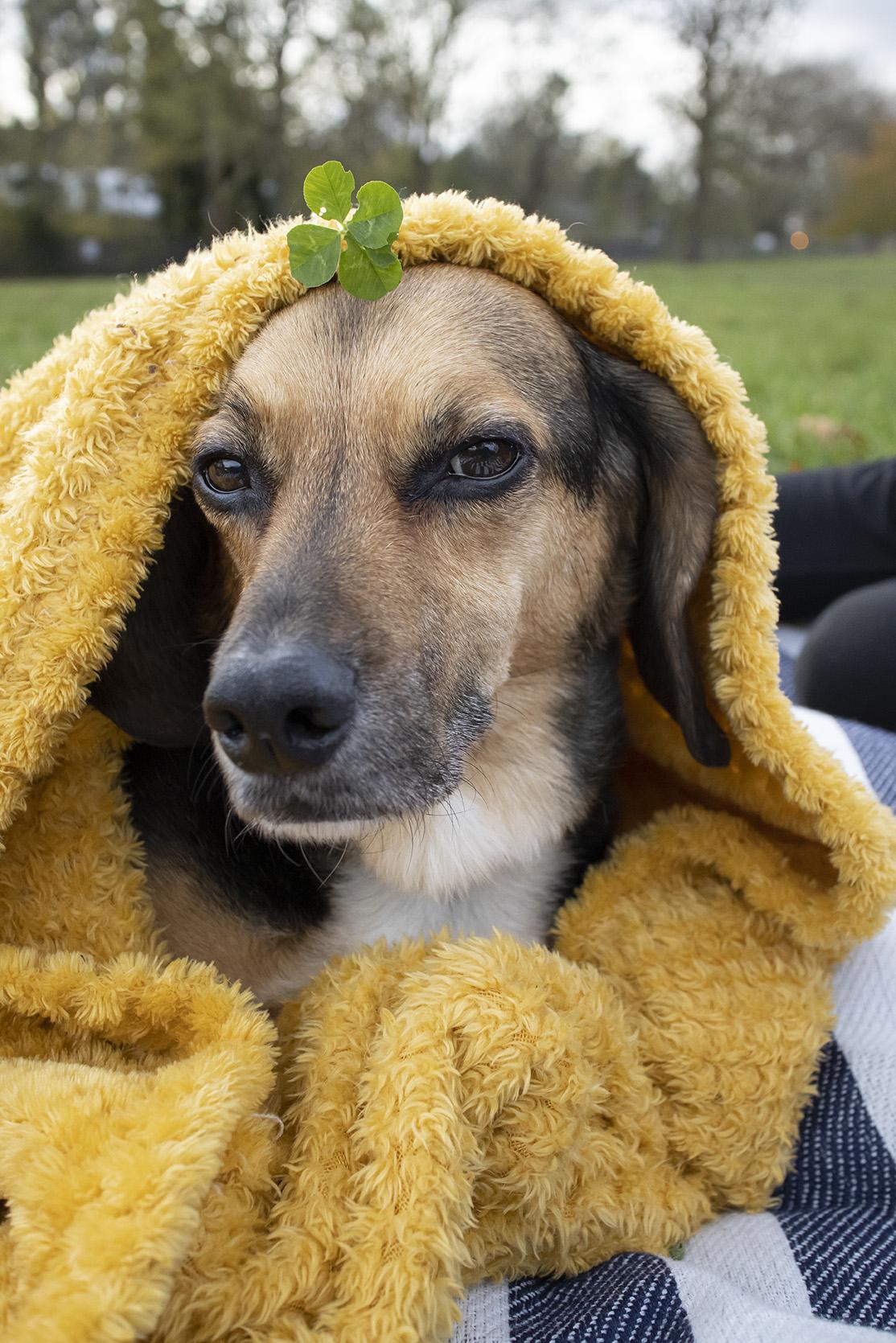 Ollie's Paw - image 3 - student project