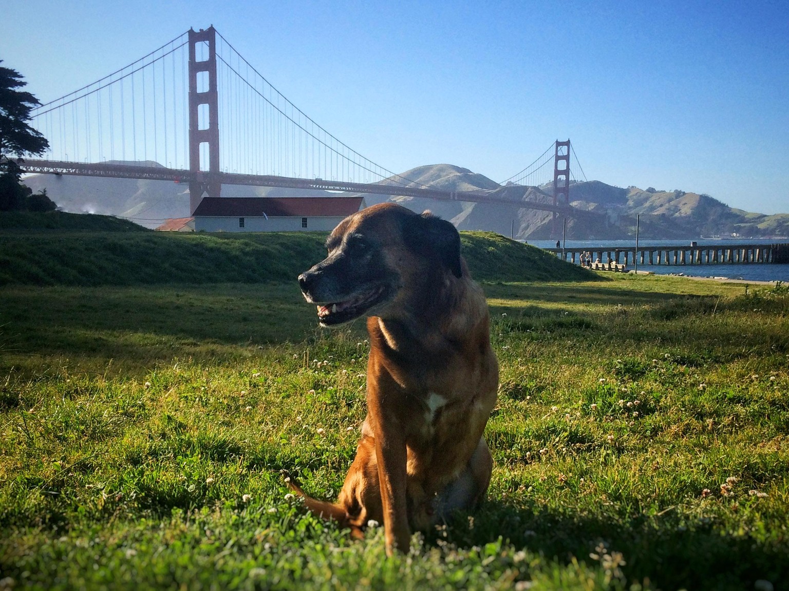 Ollie's Paw - image 4 - student project