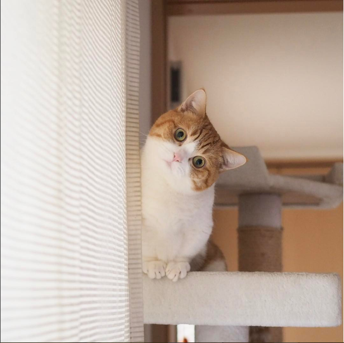 Cat Behind Milk Bottle - image 1 - student project
