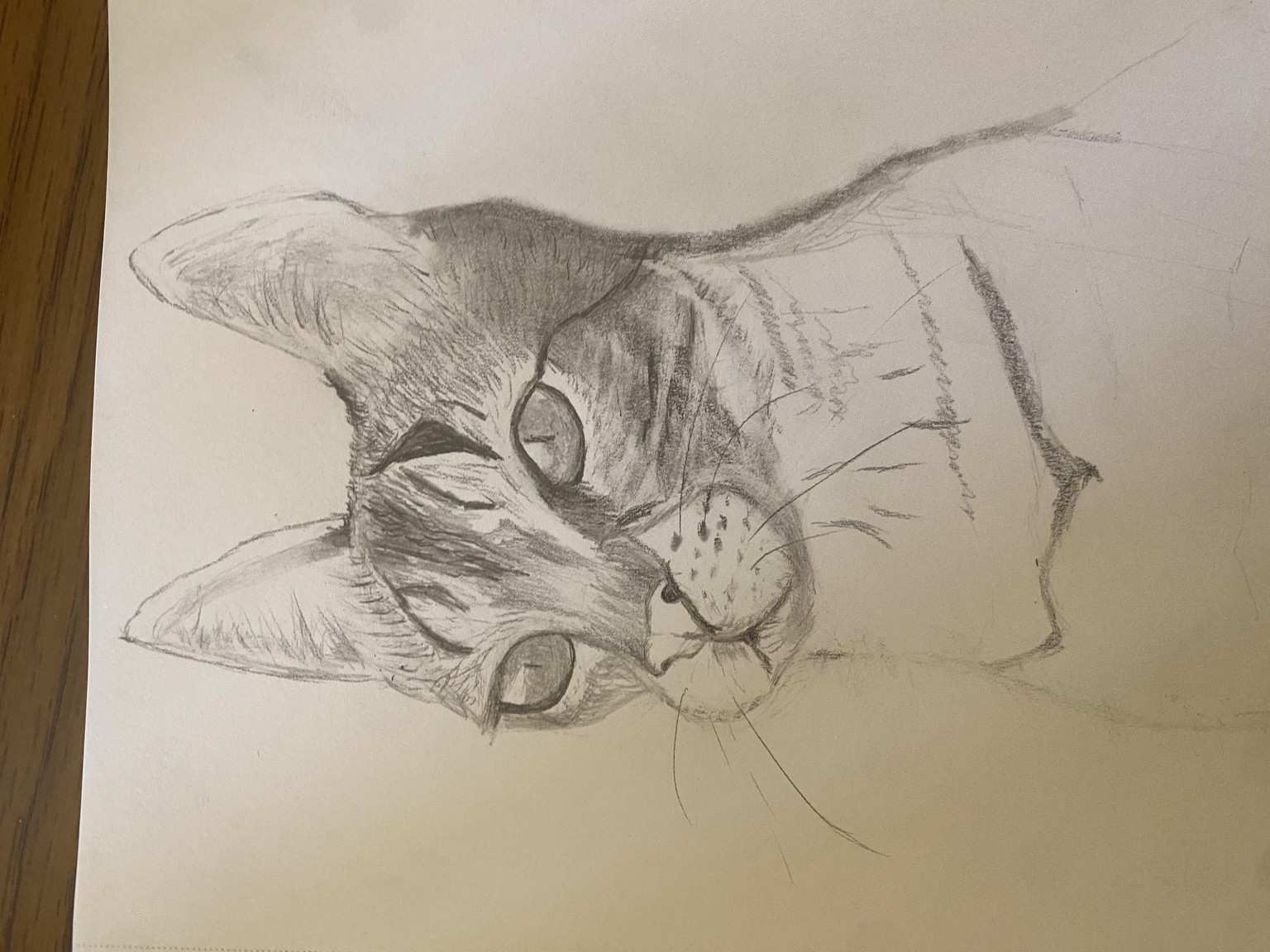 Cat Portrait - image 2 - student project