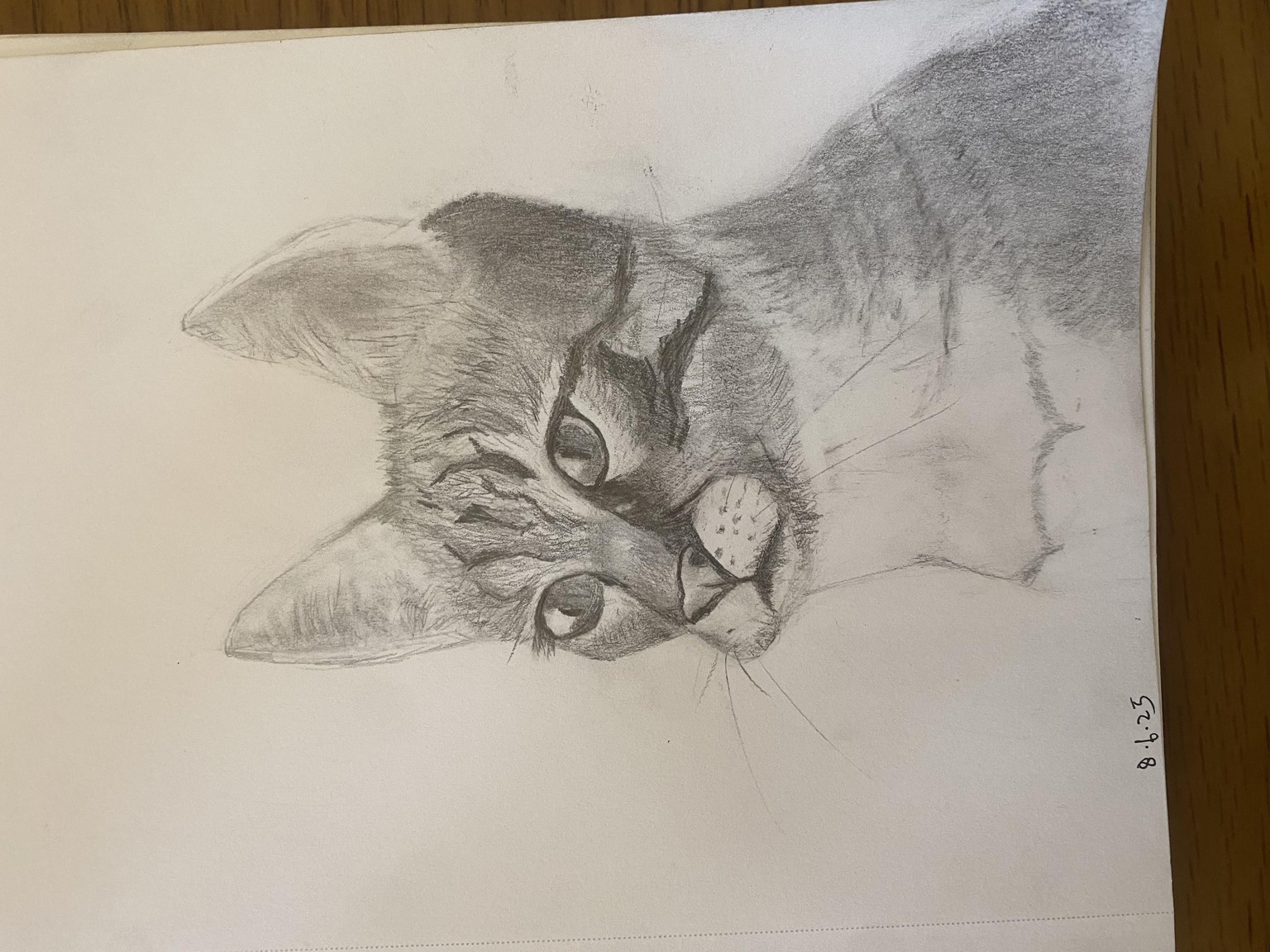 Cat Portrait - image 1 - student project