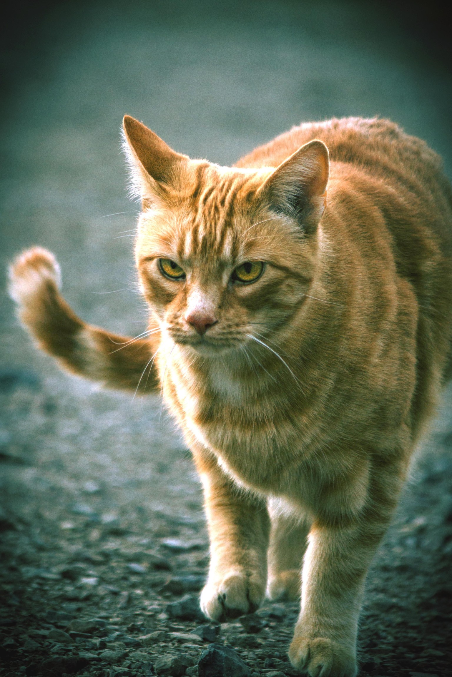 Color Grading Cats - image 5 - student project