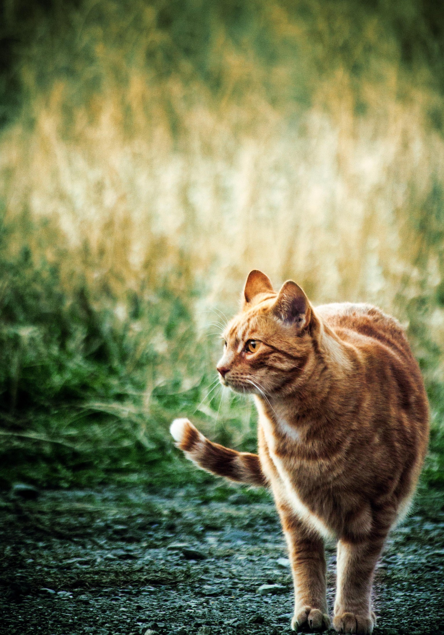 Color Grading Cats - image 3 - student project