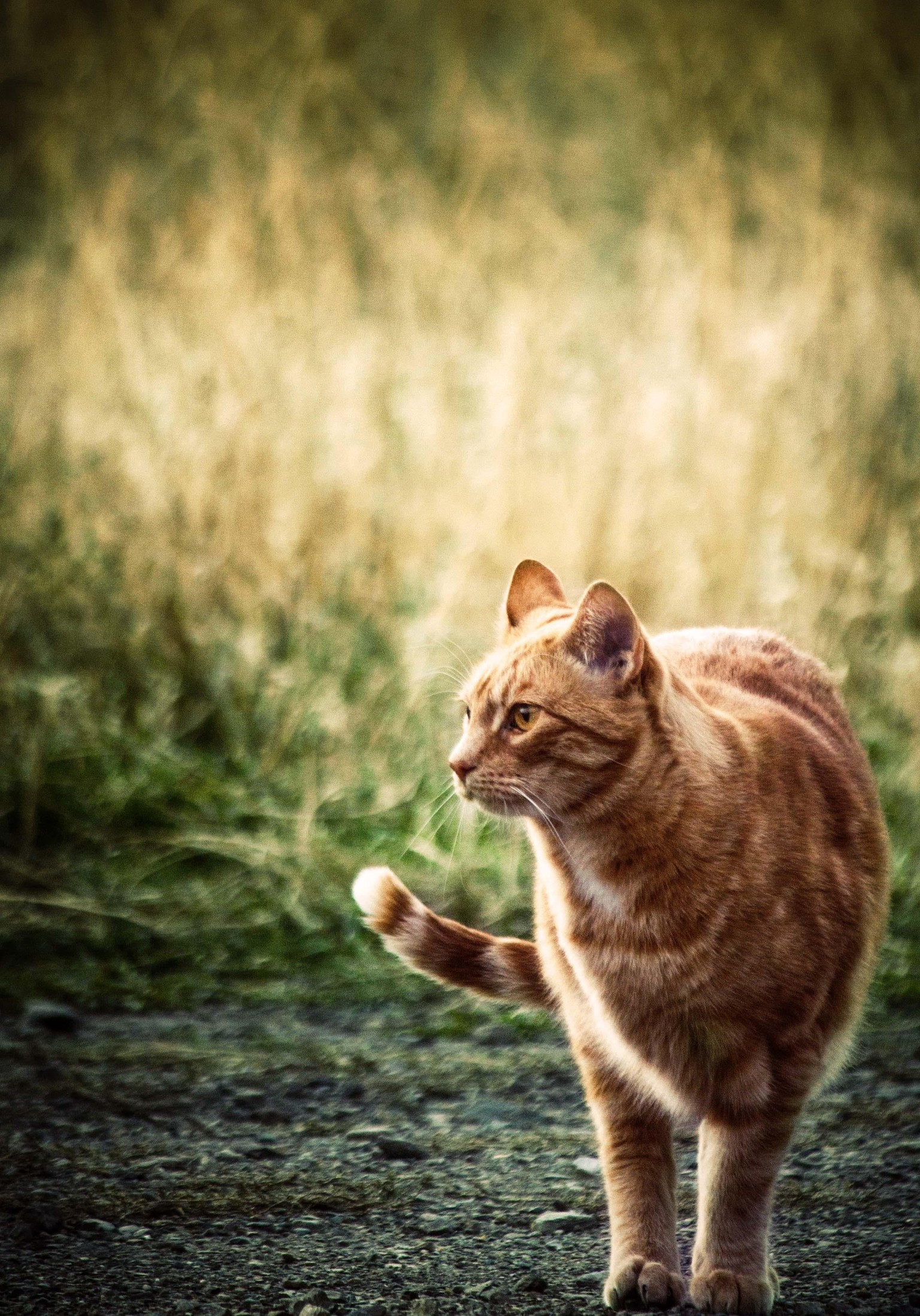 Color Grading Cats - image 4 - student project