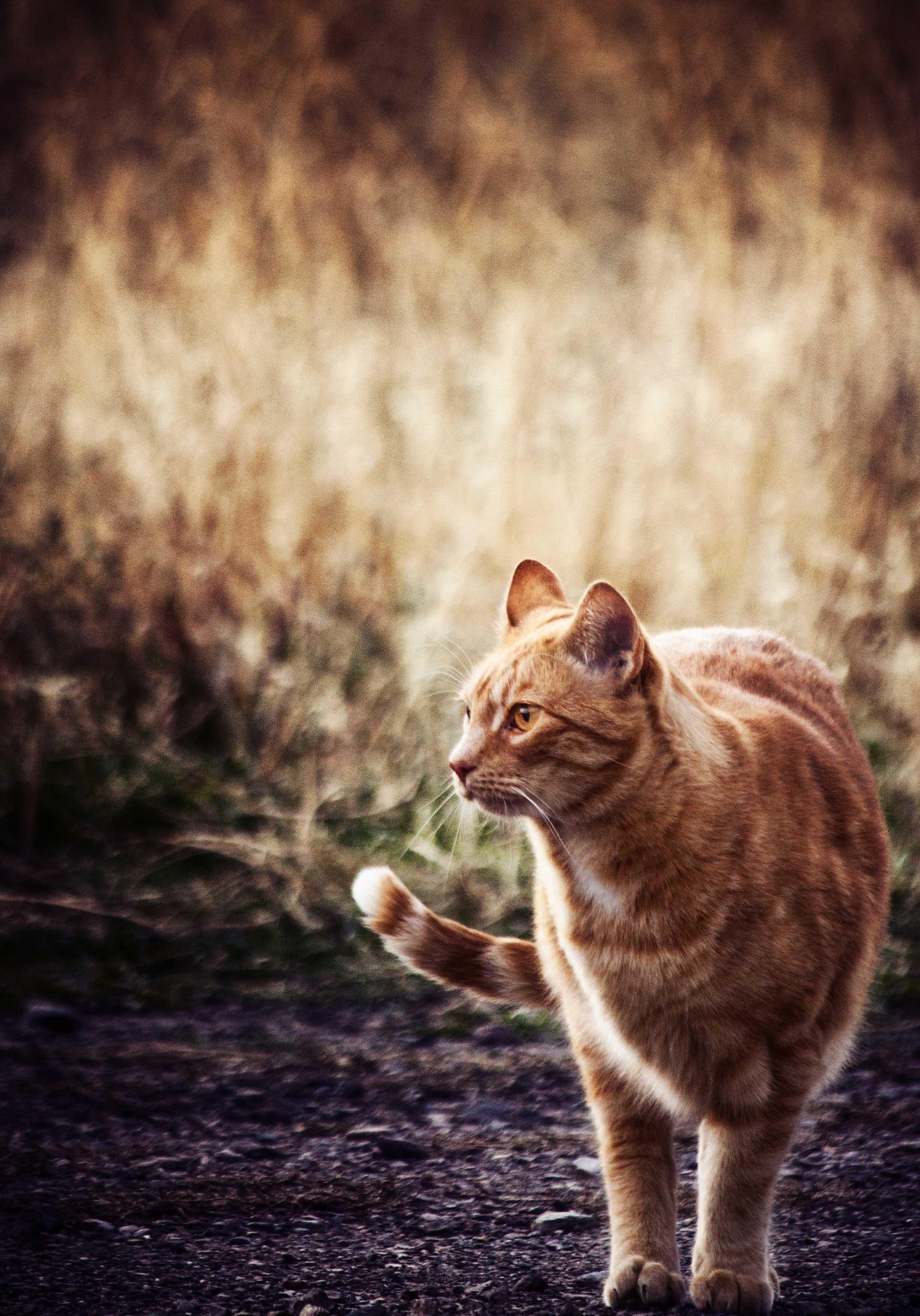 Color Grading Cats - image 2 - student project