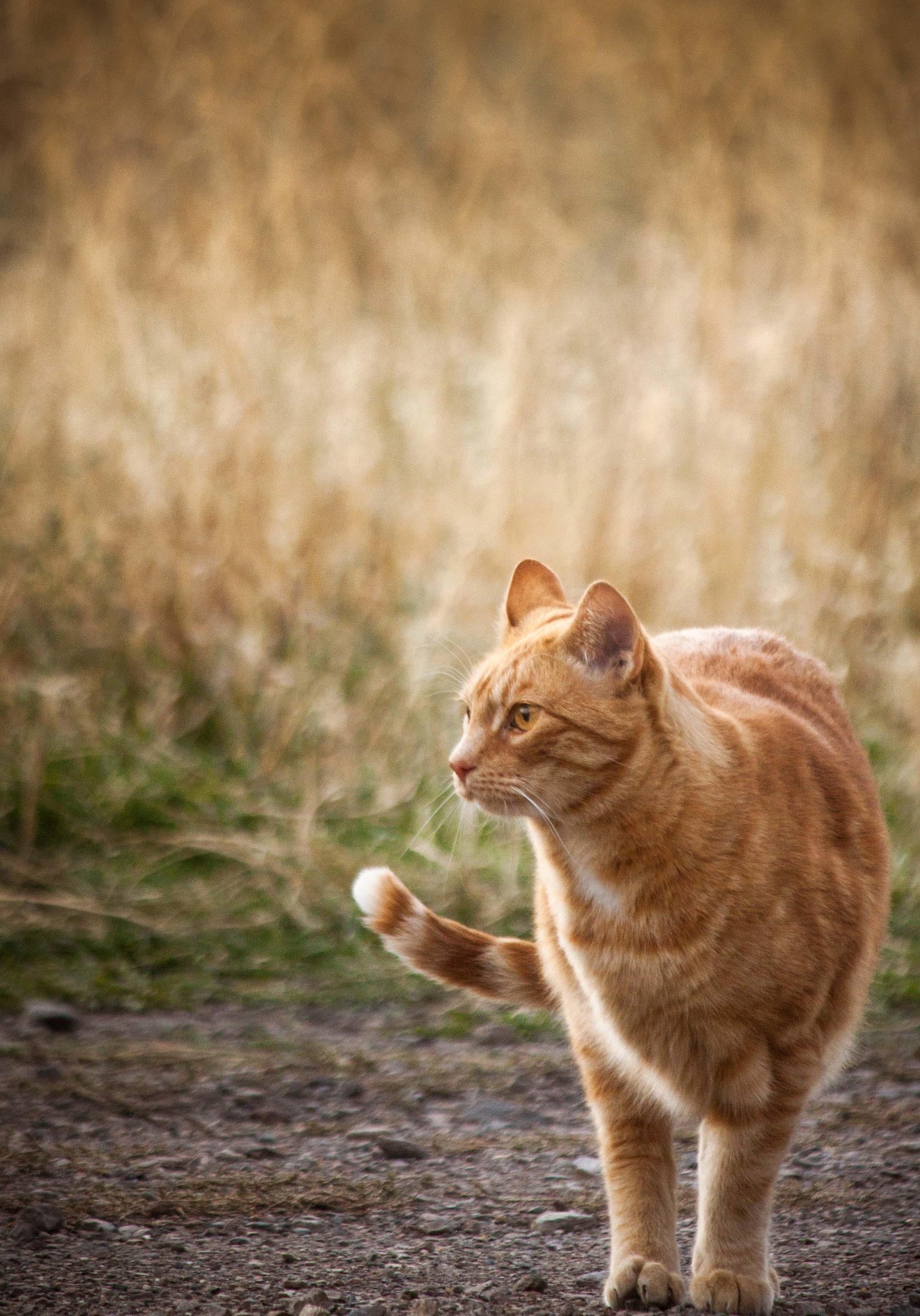 Color Grading Cats - image 1 - student project