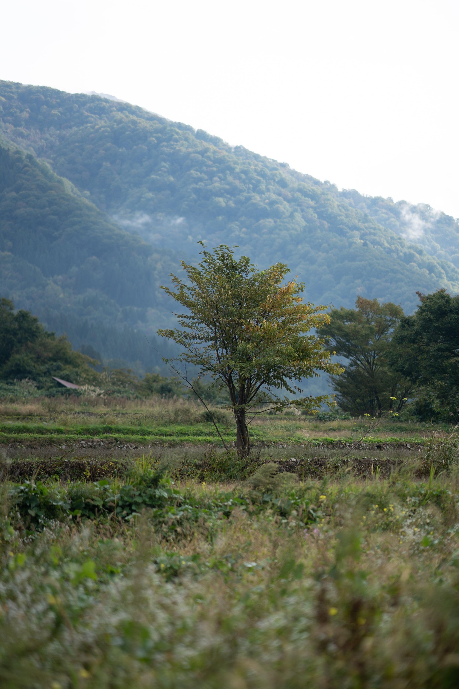 A simple tree - experimenting with editing styles! - image 1 - student project