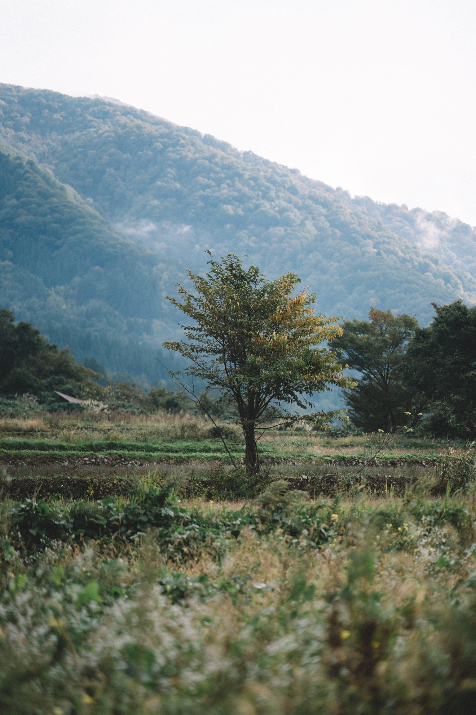 A simple tree - experimenting with editing styles! - image 4 - student project
