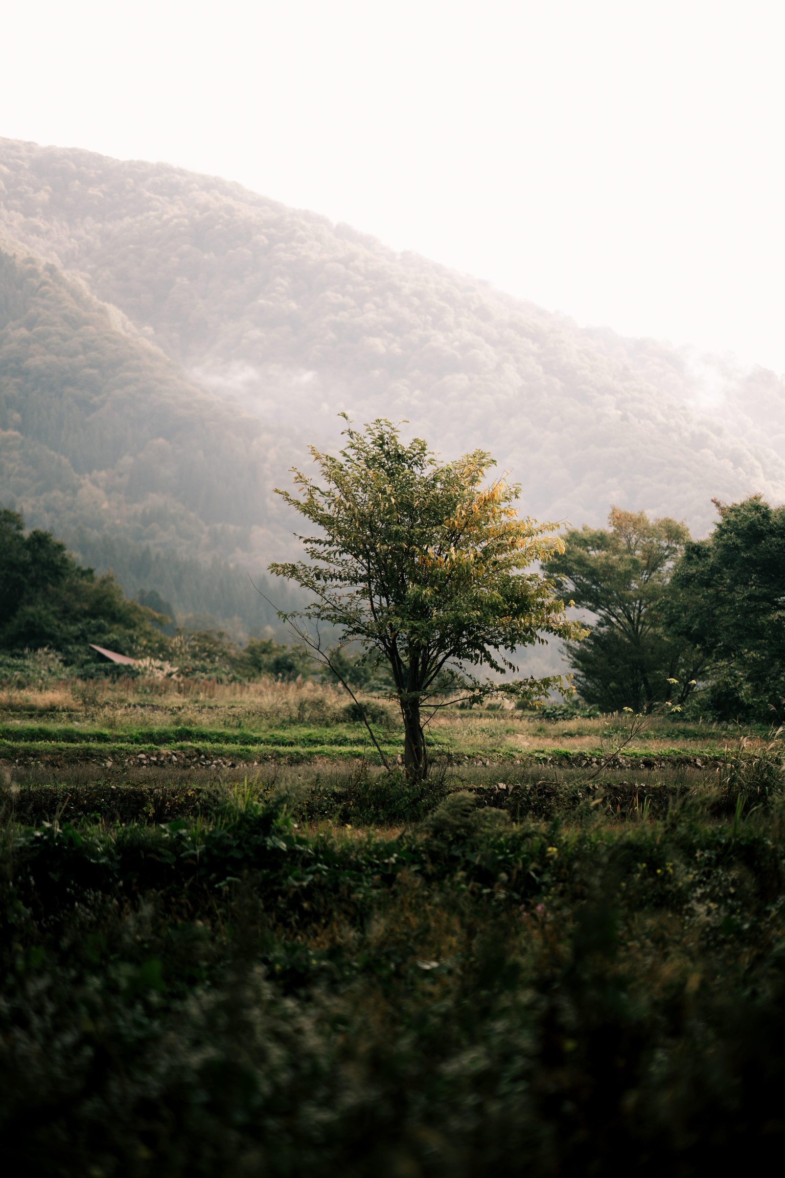 A simple tree - experimenting with editing styles! - image 2 - student project