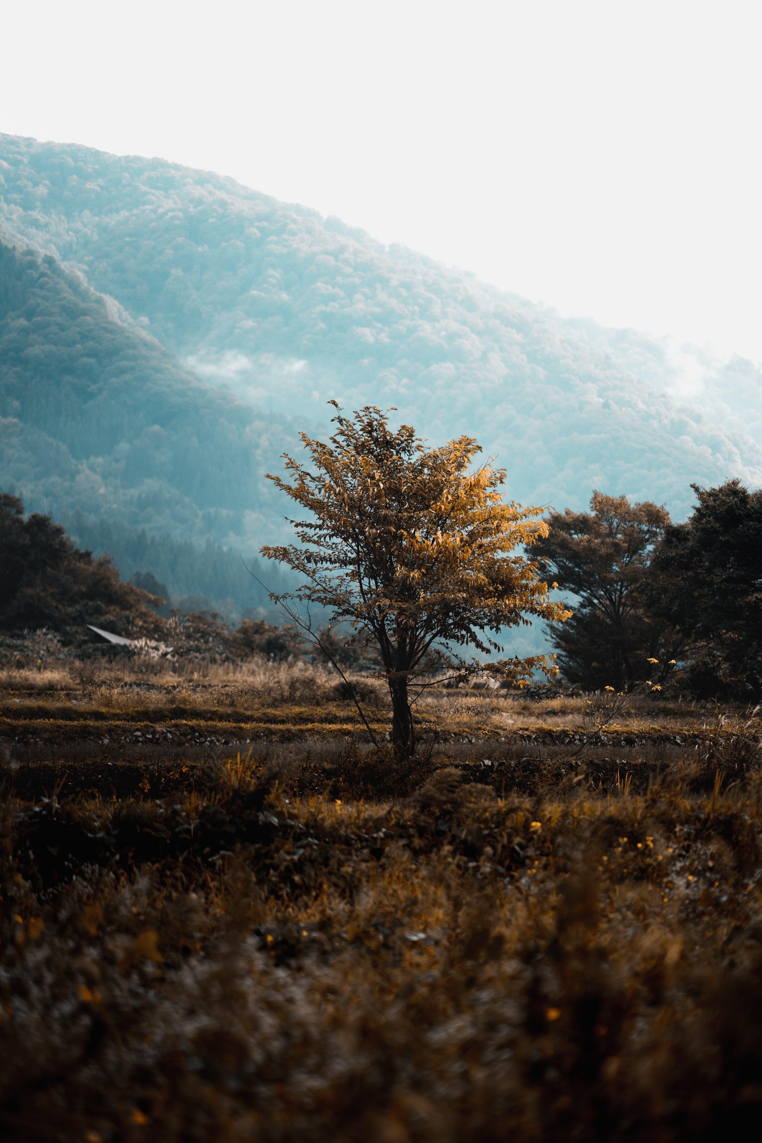 A simple tree - experimenting with editing styles! - image 3 - student project