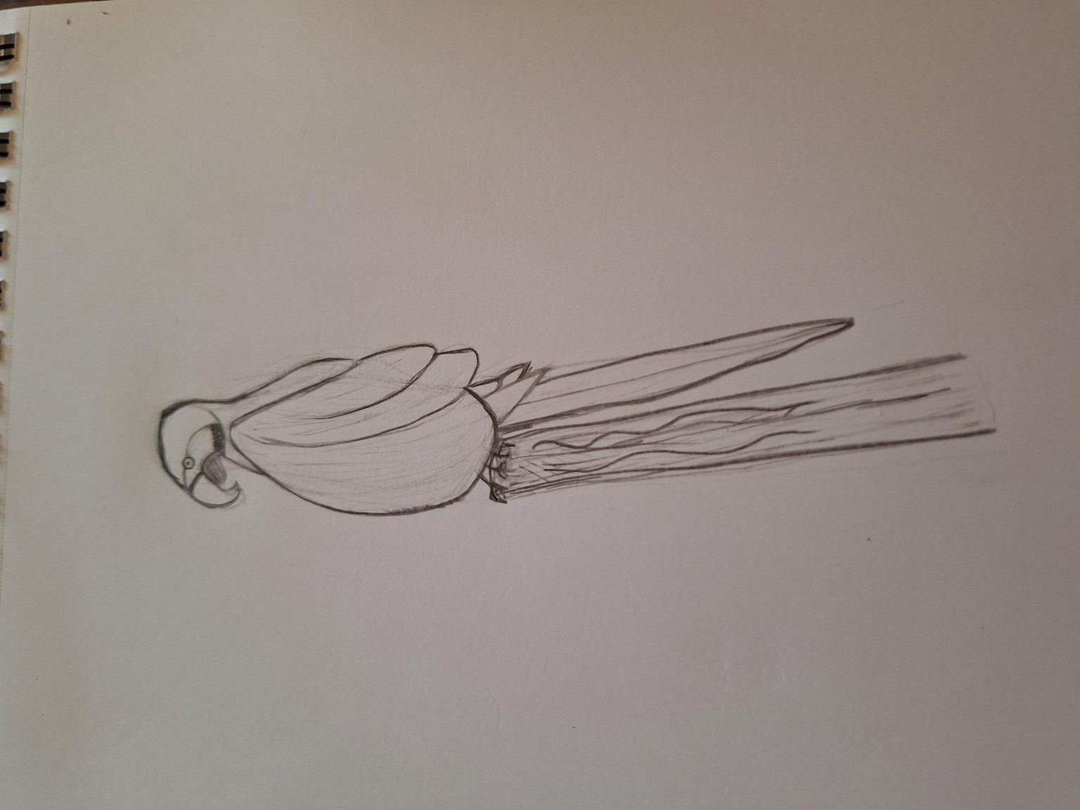 Class project, Macaw - image 1 - student project