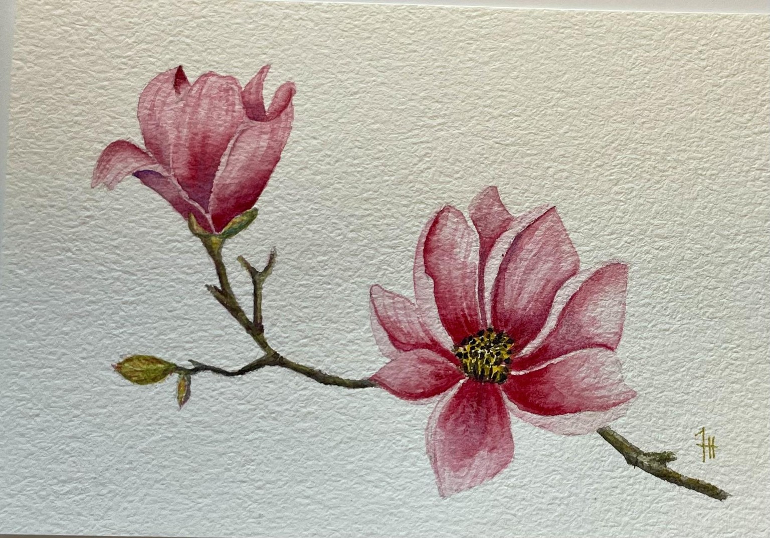 Magnolias - image 1 - student project