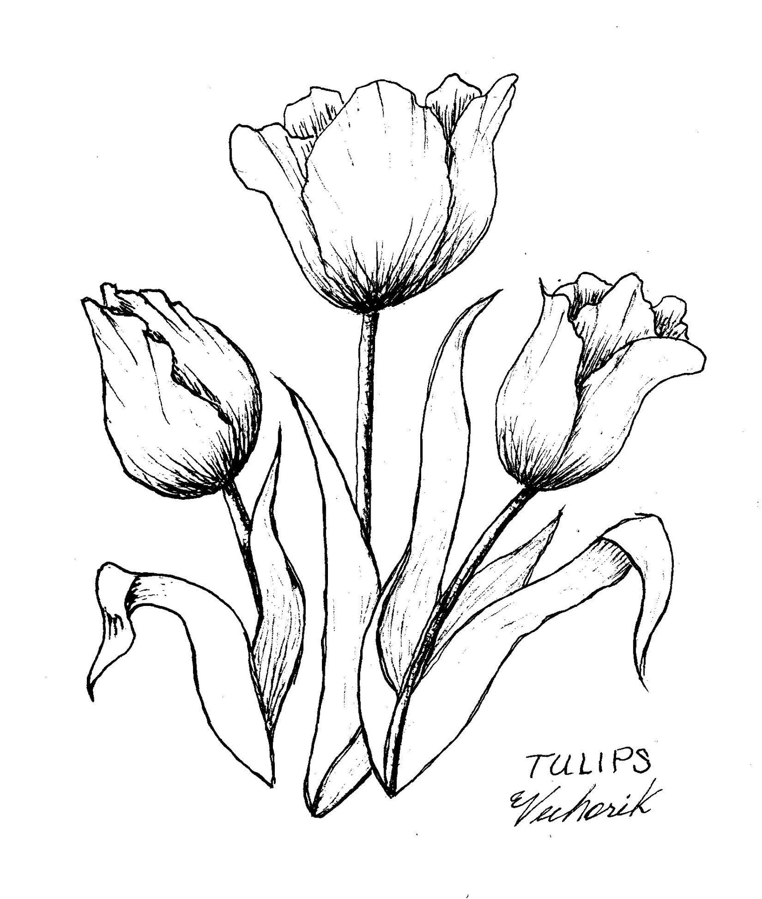 Flowers Pen Ink - image 4 - student project