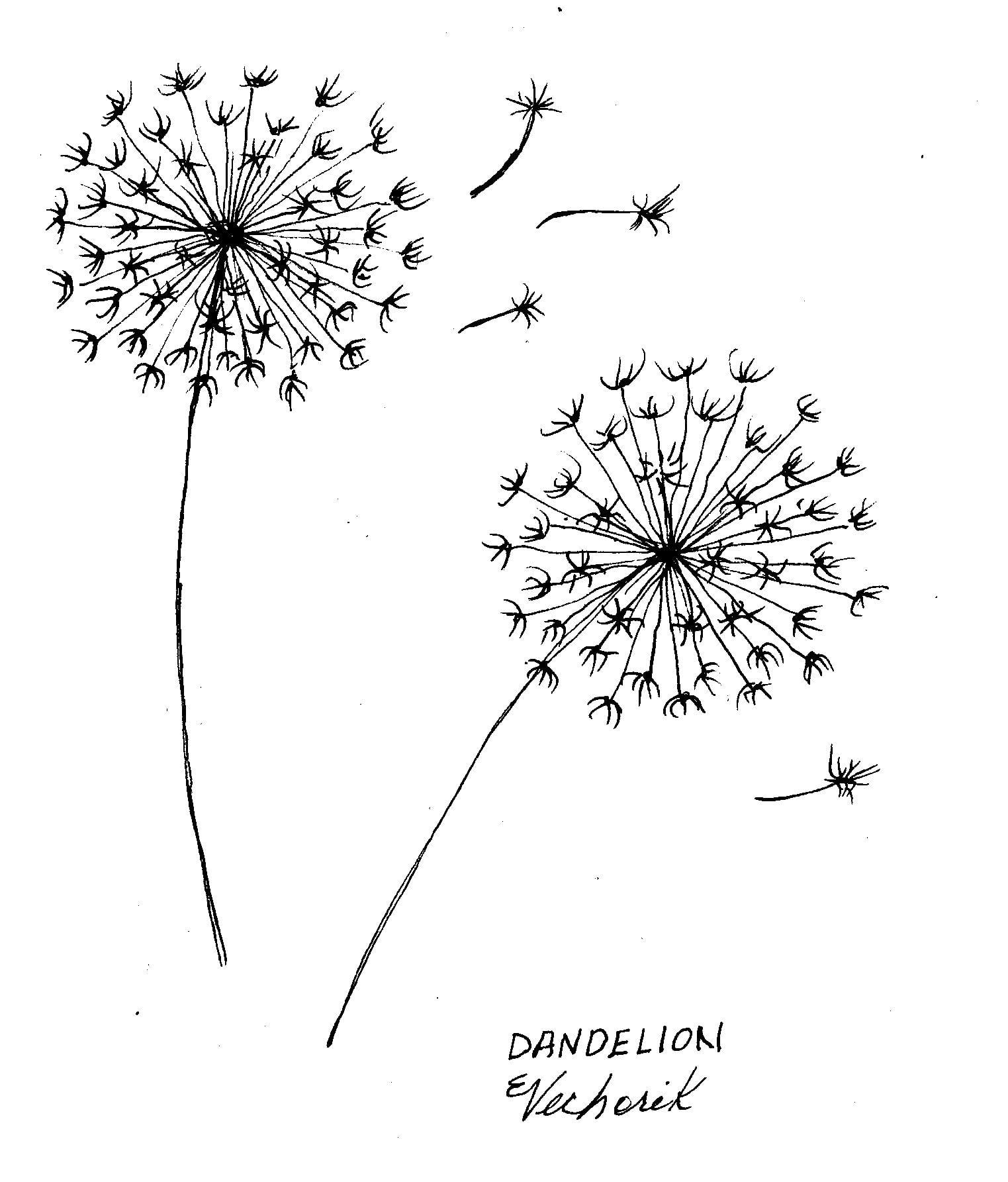 Flowers Pen Ink - image 7 - student project