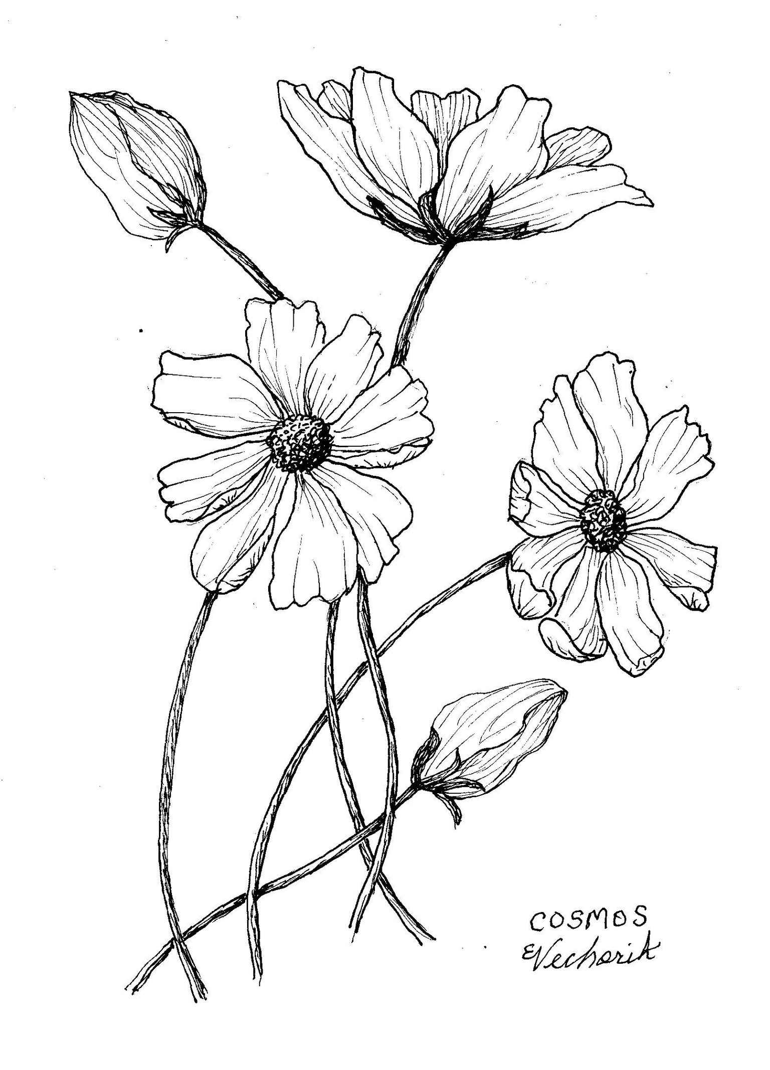 Flowers Pen Ink - image 8 - student project