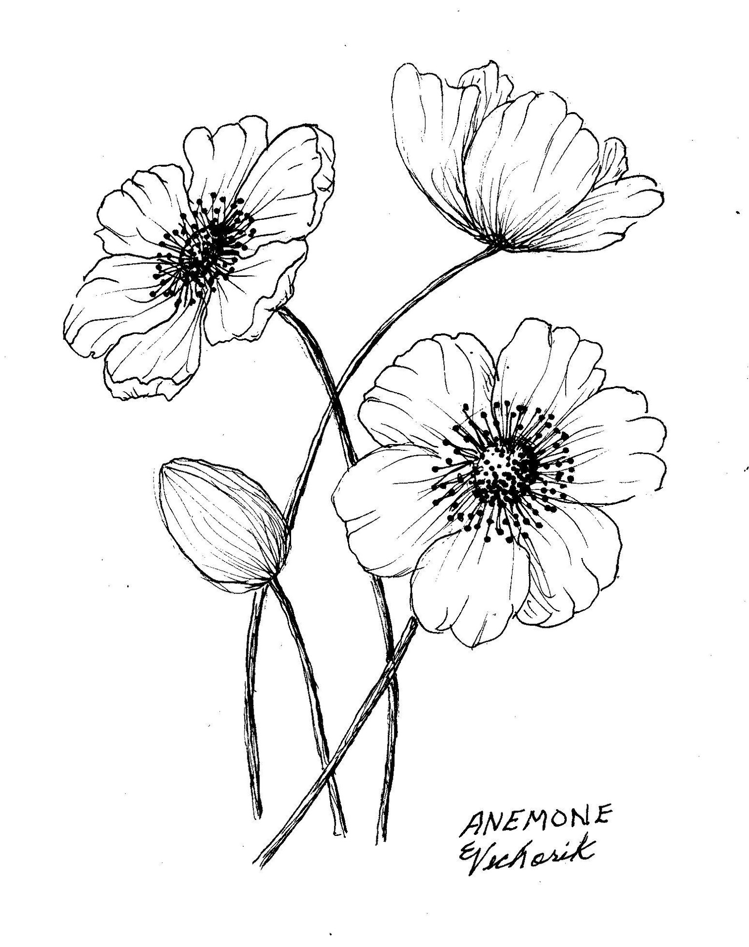 Flowers Pen Ink - image 9 - student project