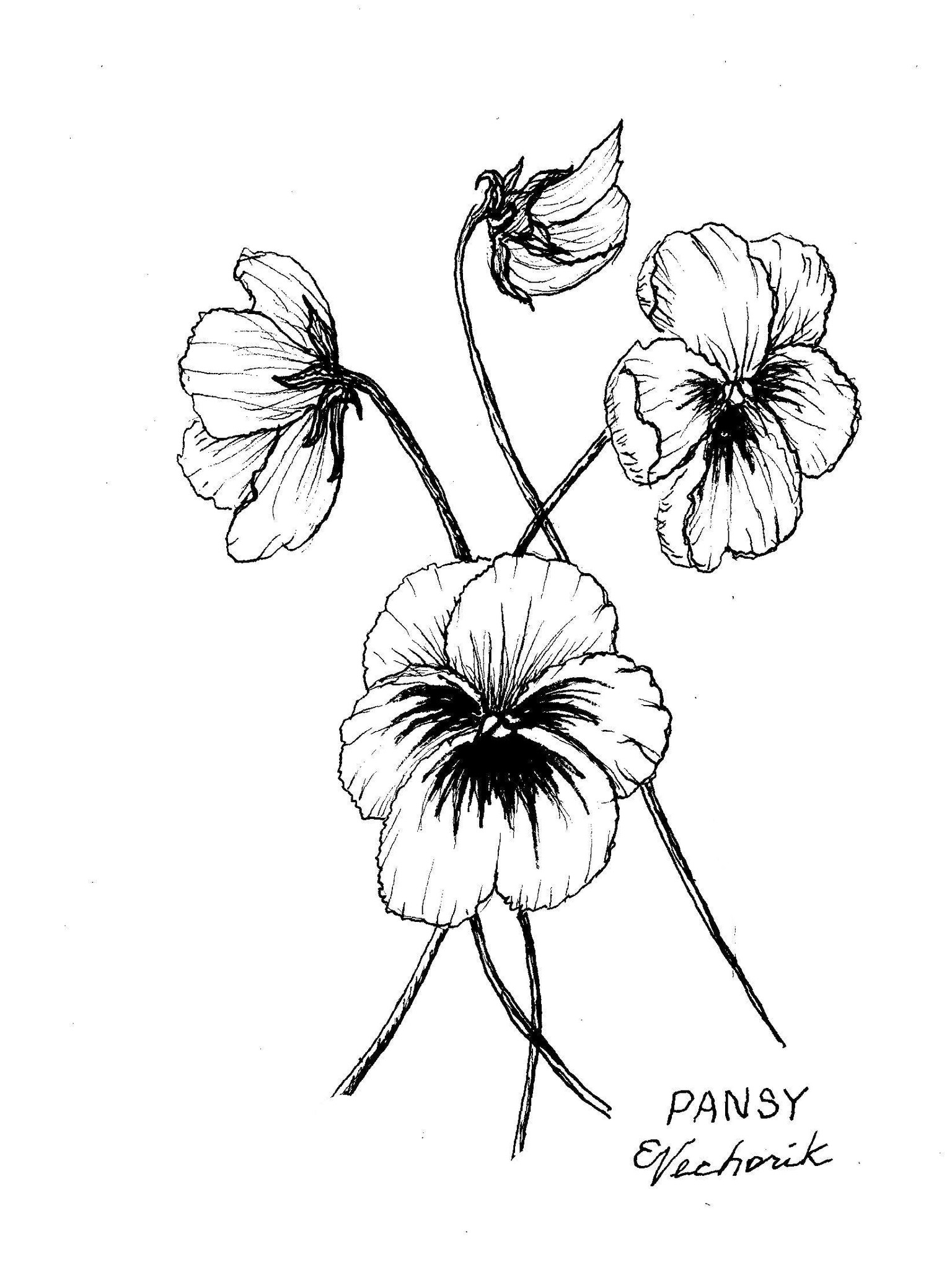 Flowers Pen Ink - image 3 - student project