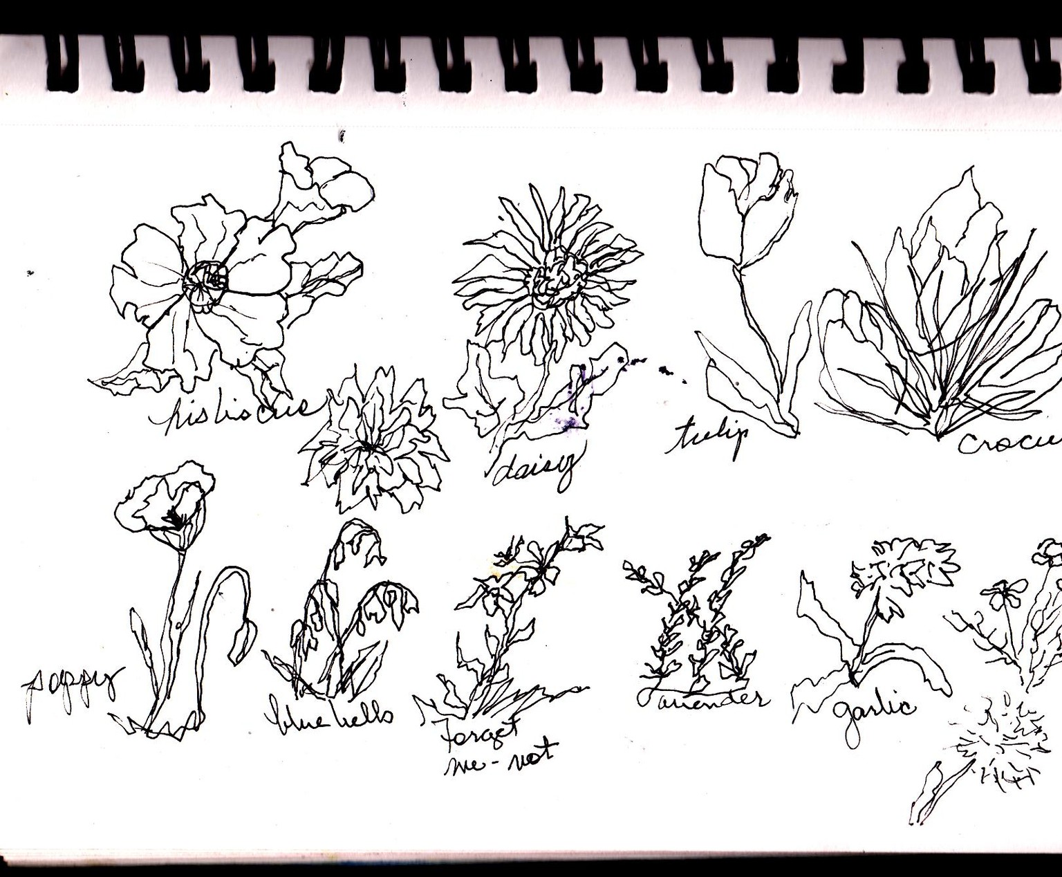 Loose doodles with Toby flowers, drinks and such - image 3 - student project