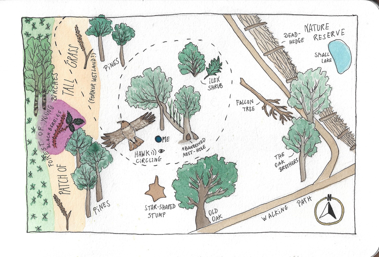 Garden and Forest Nature Journaling - image 10 - student project