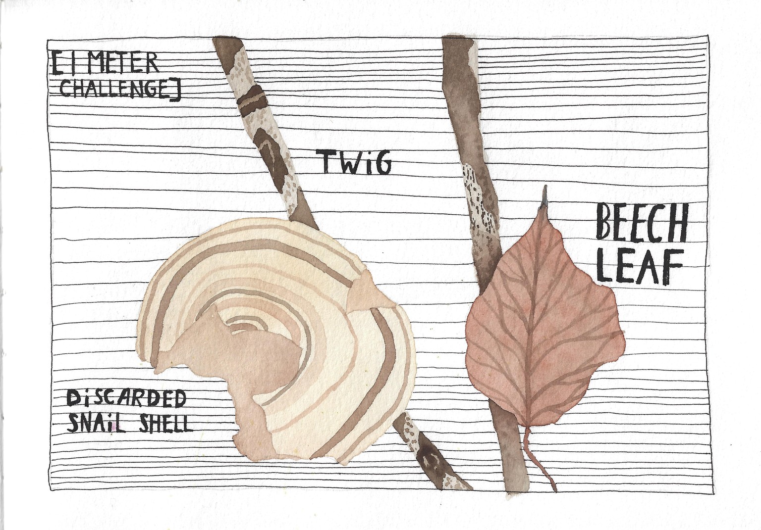 Garden and Forest Nature Journaling - image 9 - student project