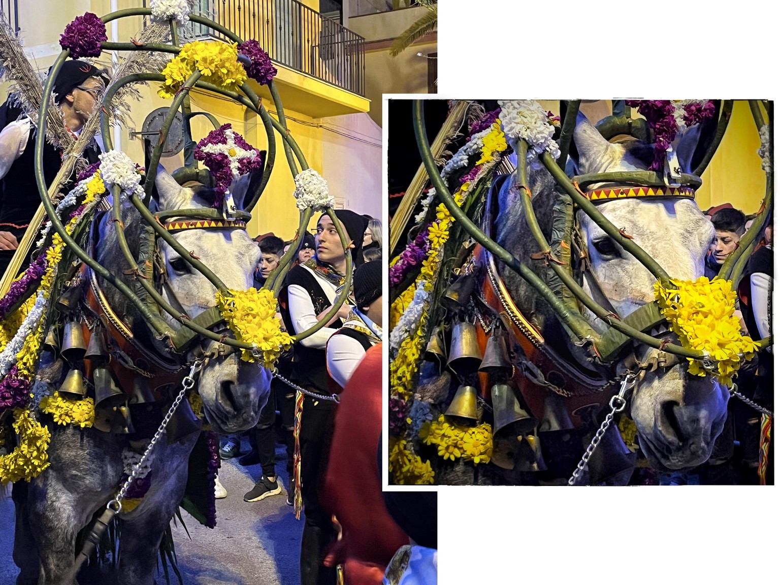 Horse close up - image 1 - student project