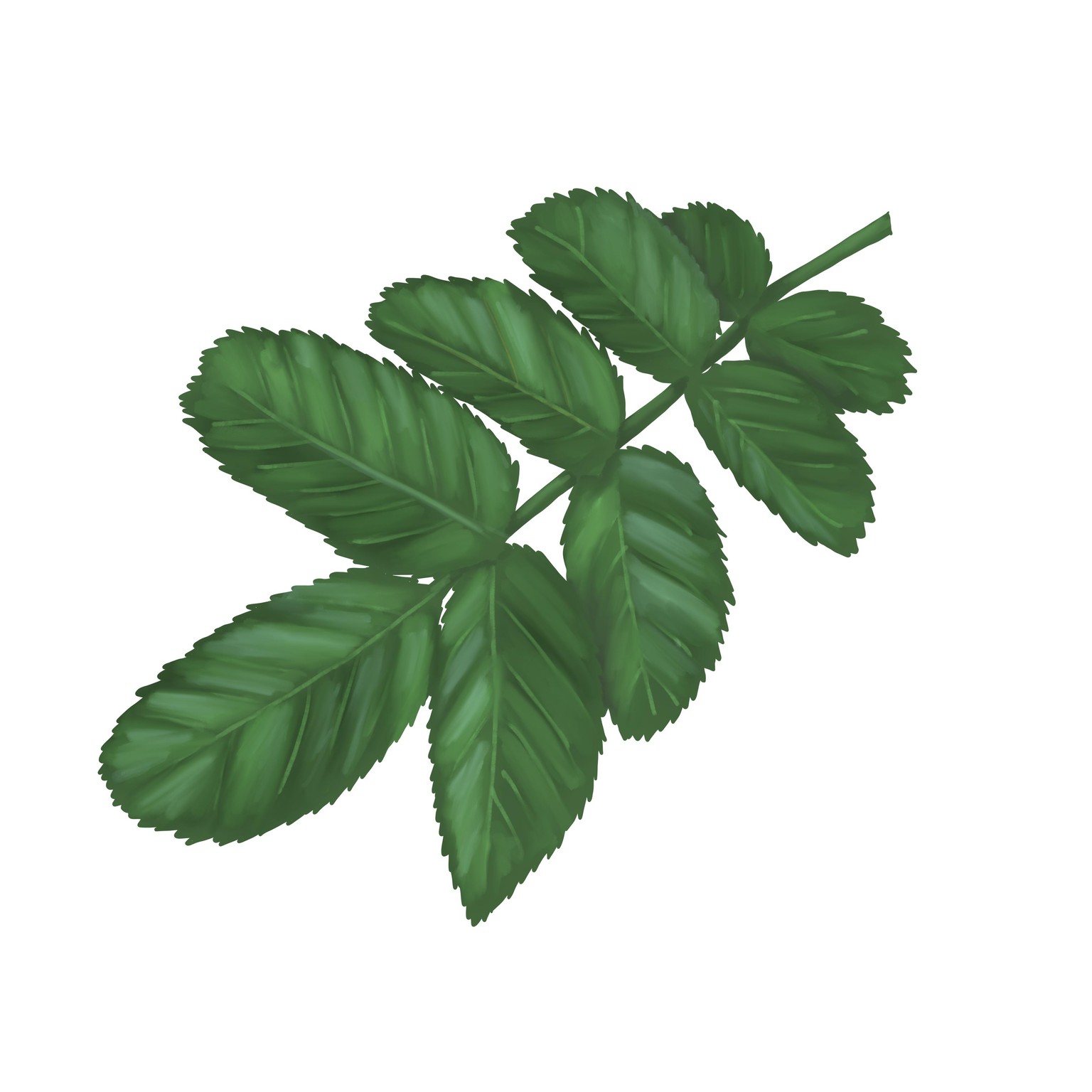 Botanical style - image 4 - student project