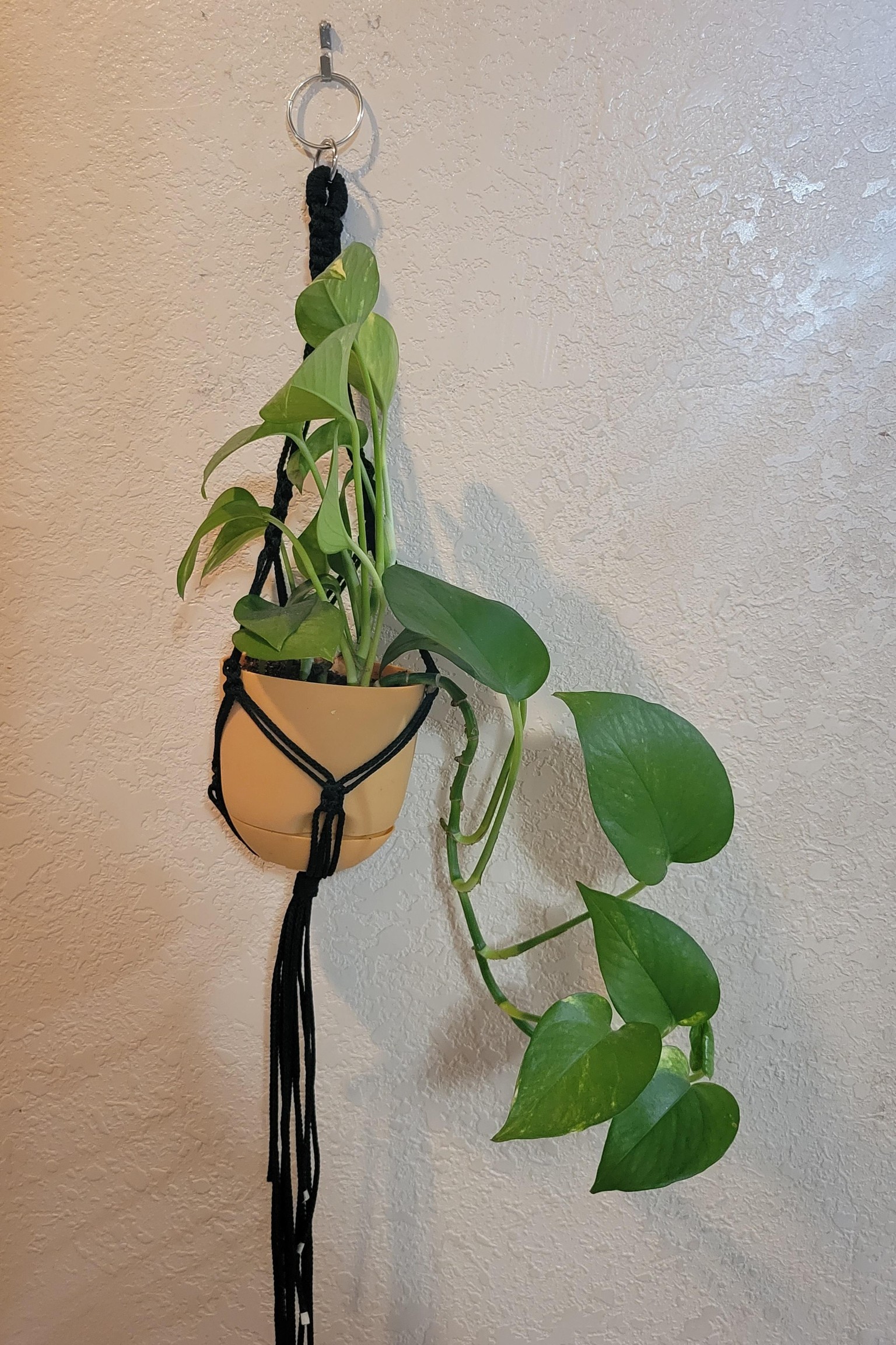 Smallish plant hanger - image 1 - student project