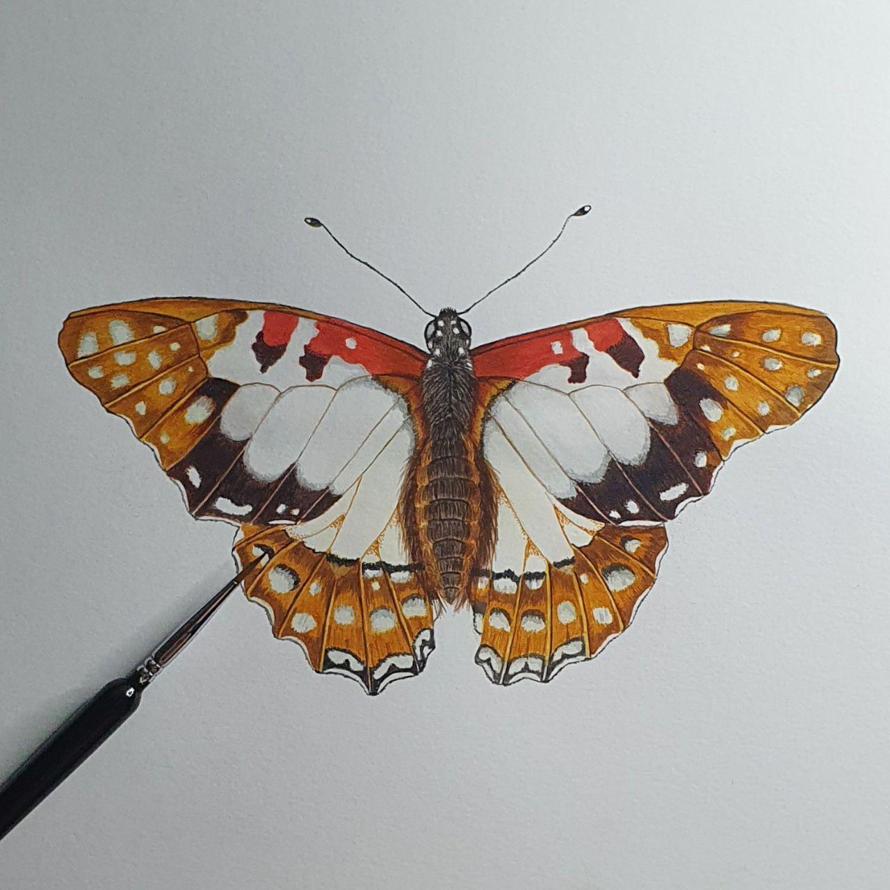 Realistic Butterfly - image 1 - student project