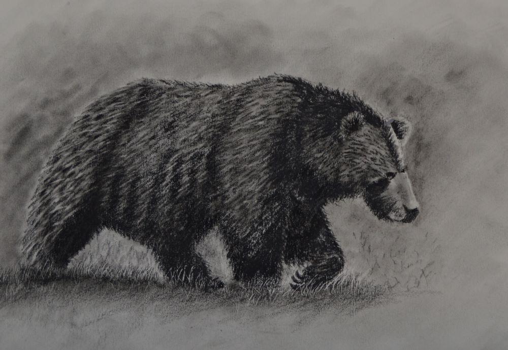 german shepherd and bear in charcoal pencil - image 2 - student project