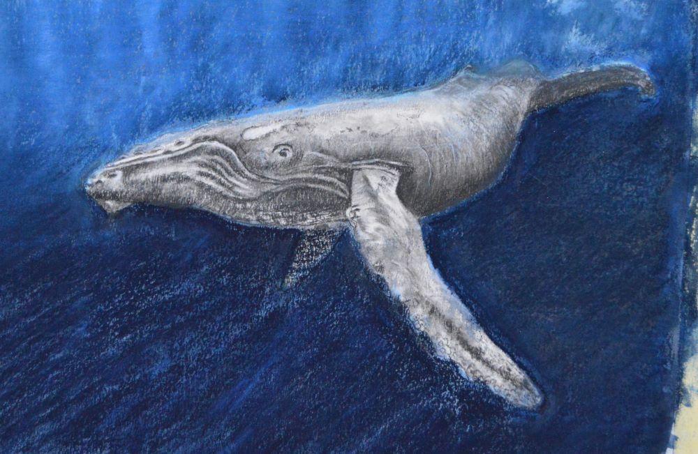 humpback whale - image 1 - student project