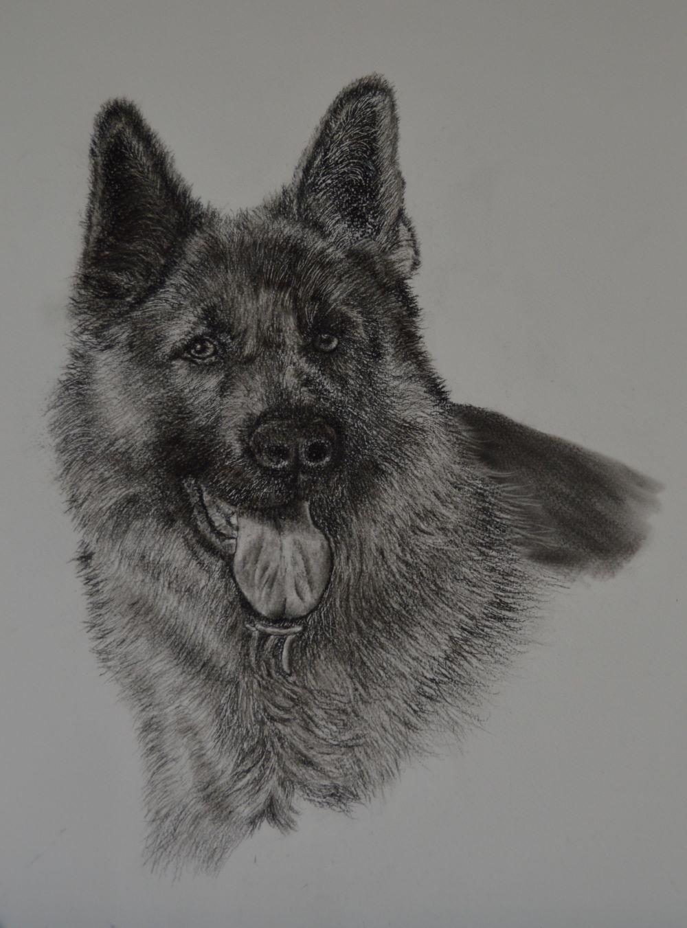 german shepherd and bear in charcoal pencil - image 1 - student project