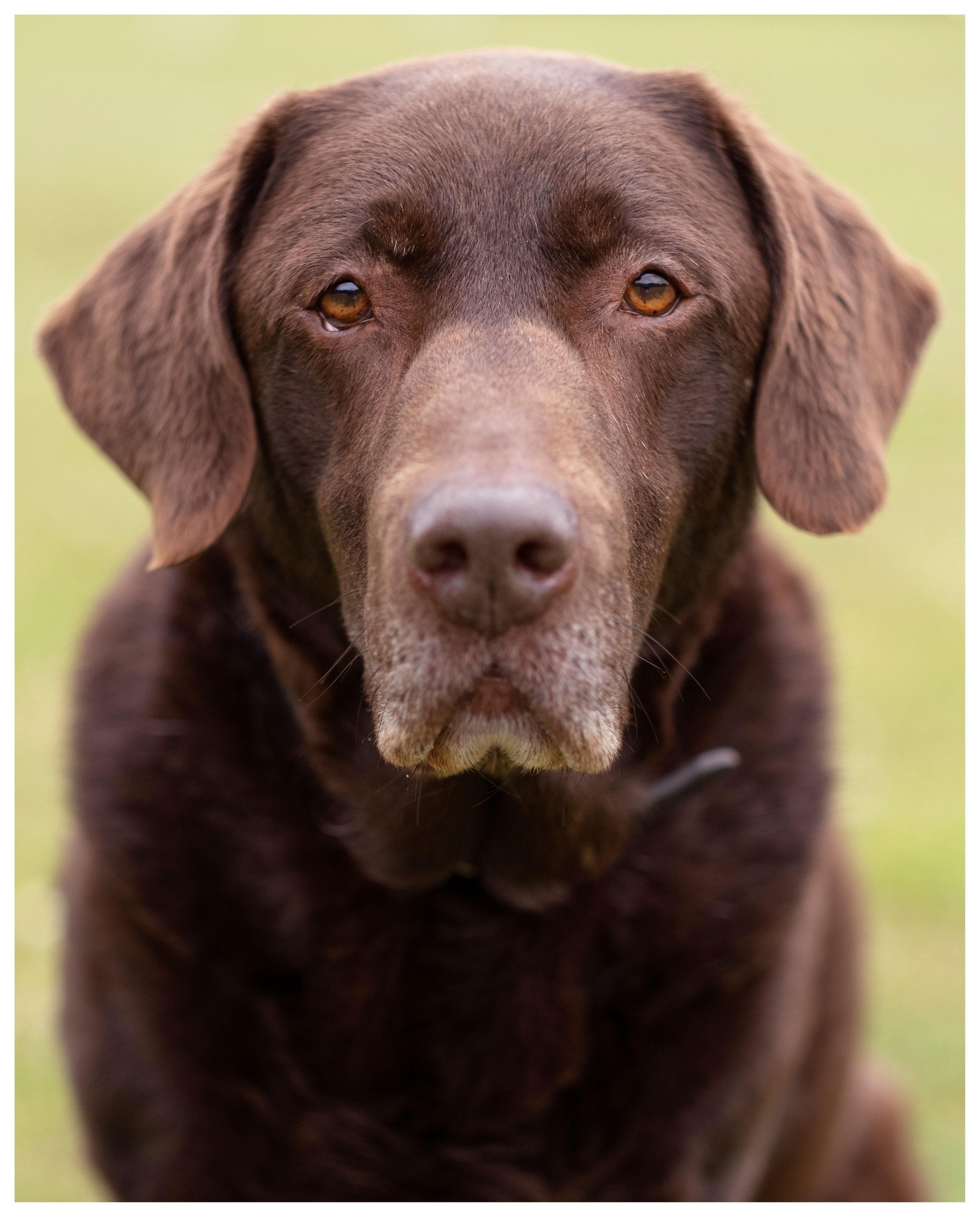 Bailey - image 1 - student project