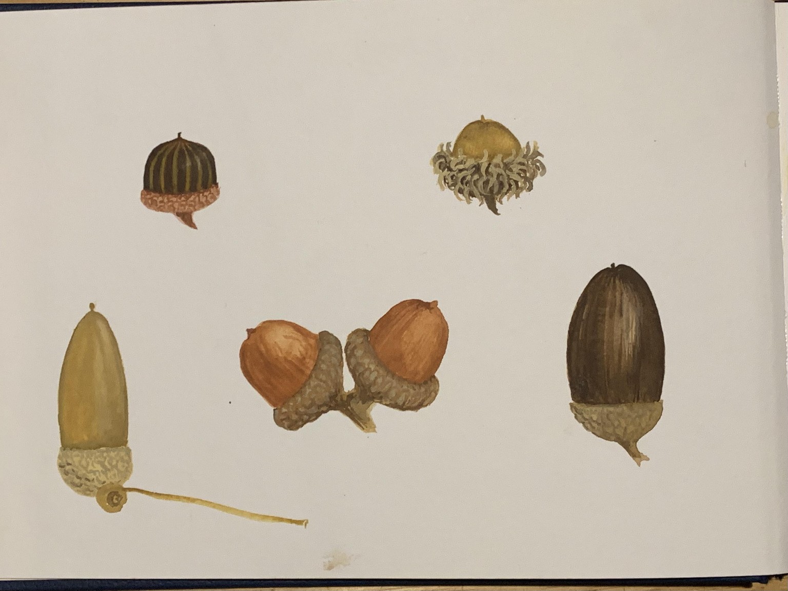 Celebrating Autumn in gouache - image 3 - student project