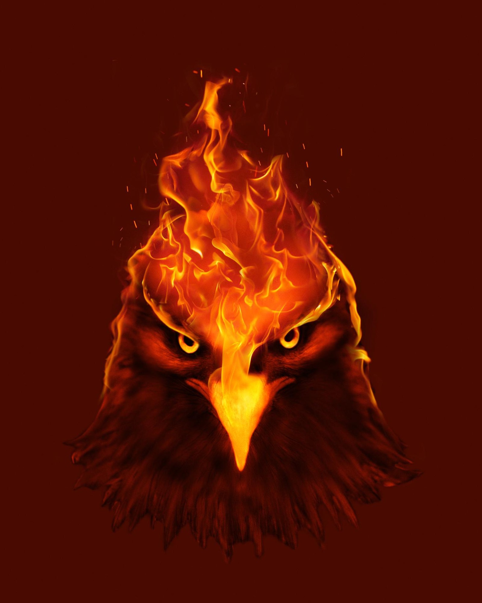 The Orange Bird - image 1 - student project