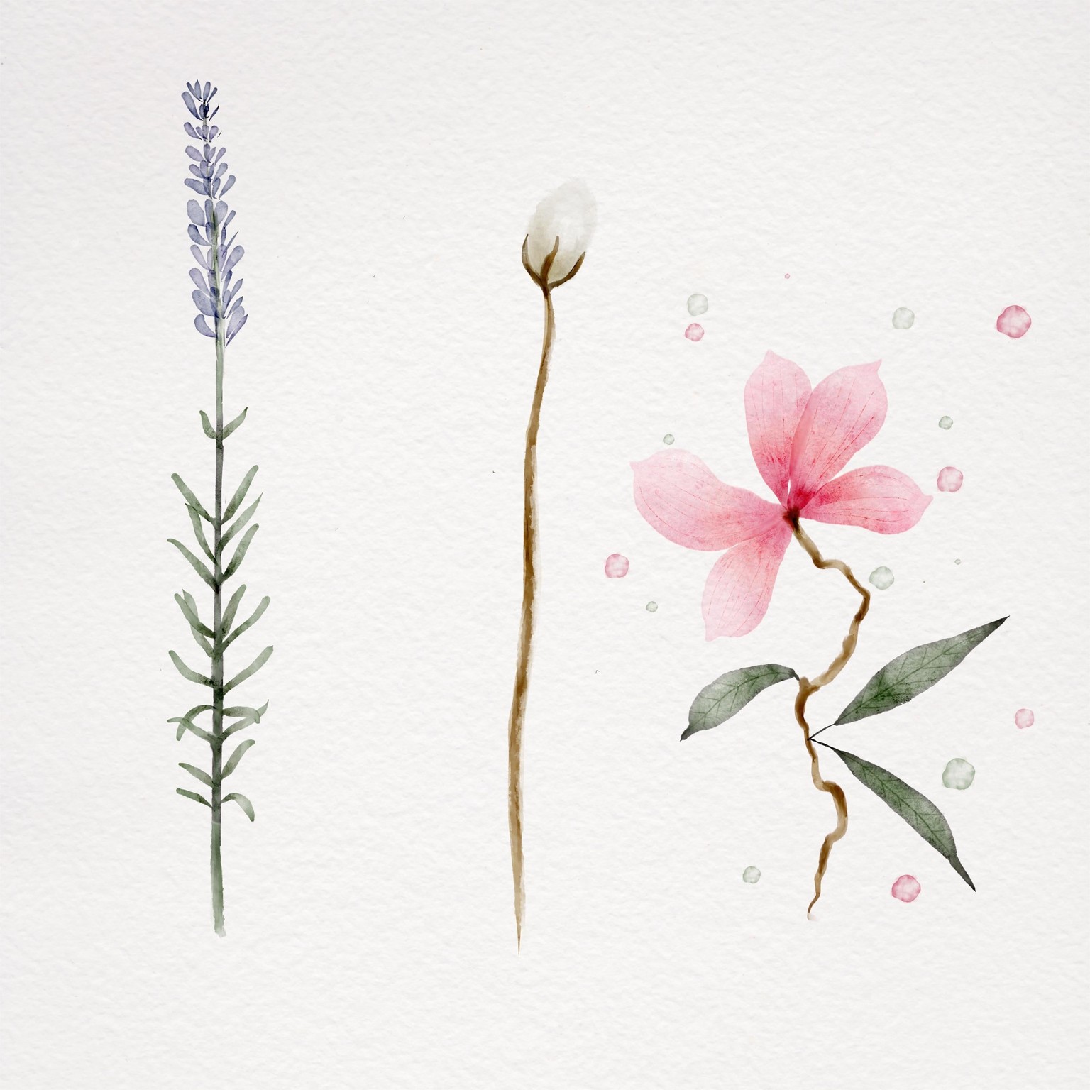 Botanical watercolor - image 4 - student project