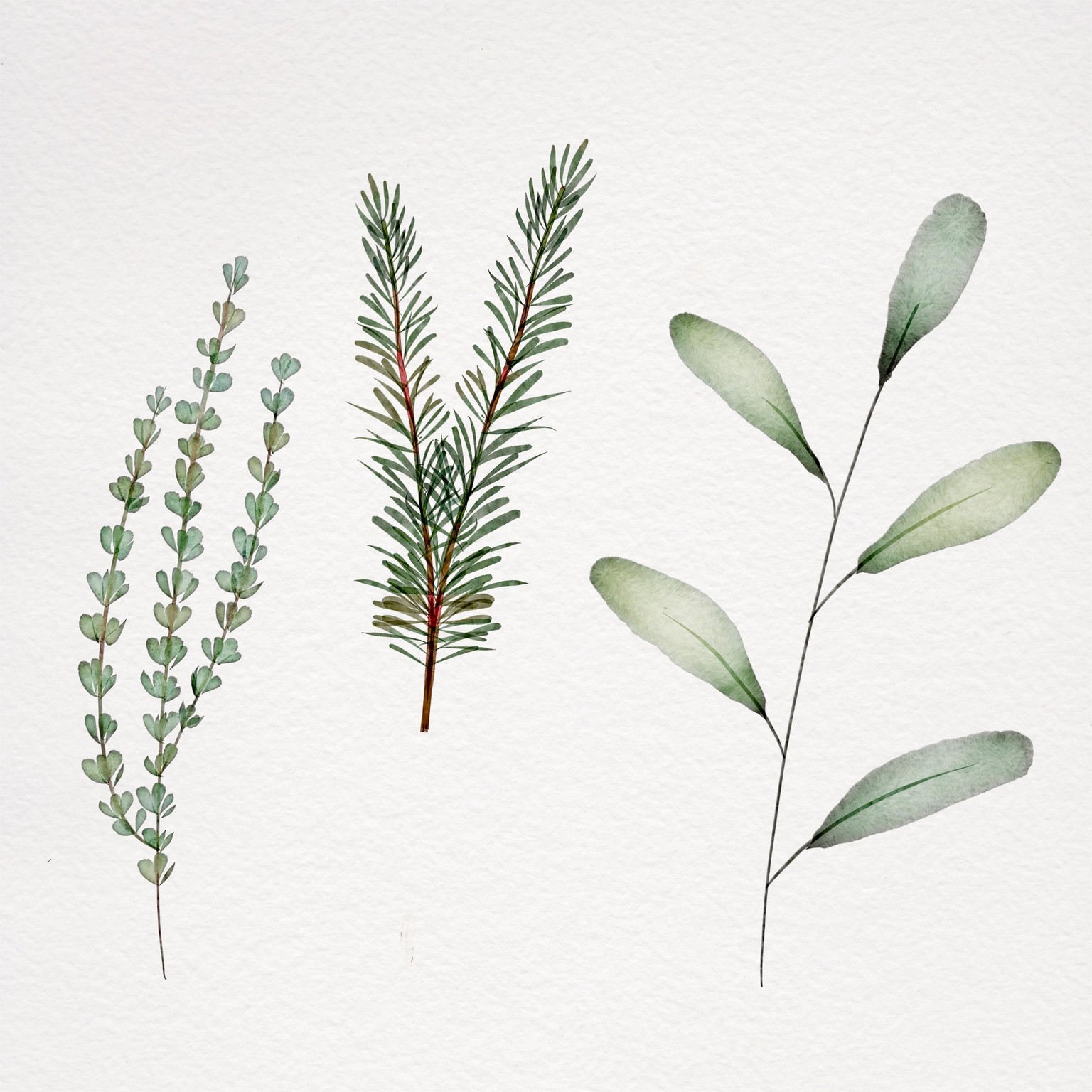 Botanical watercolor - image 5 - student project