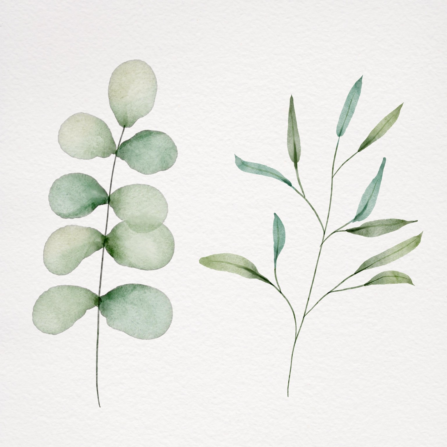 Botanical watercolor - image 6 - student project