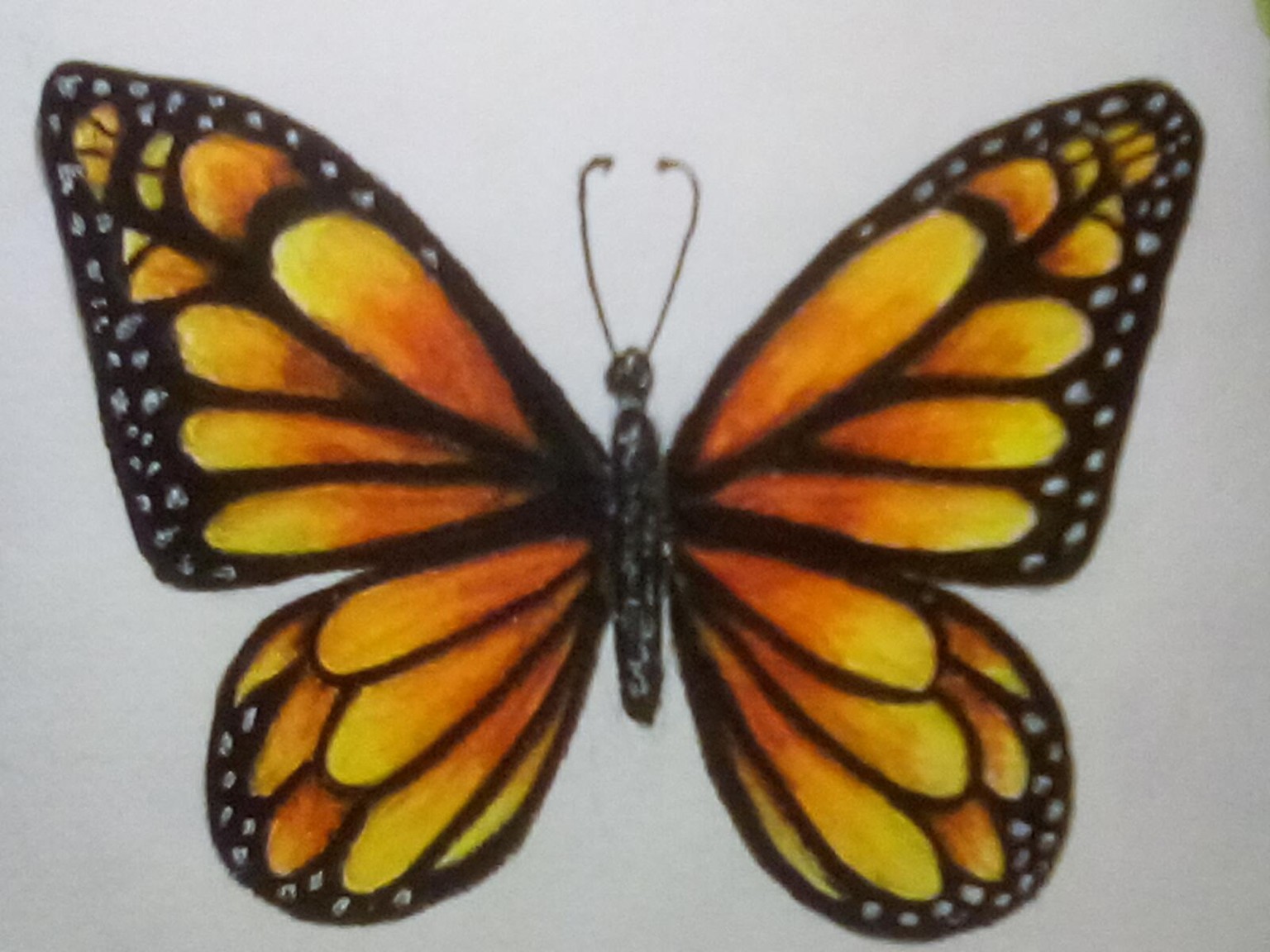 Butterfly - image 3 - student project