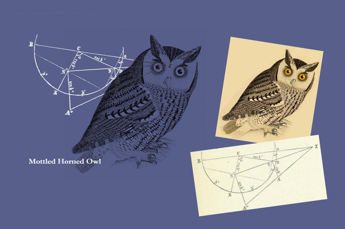 Owl - image 1 - student project