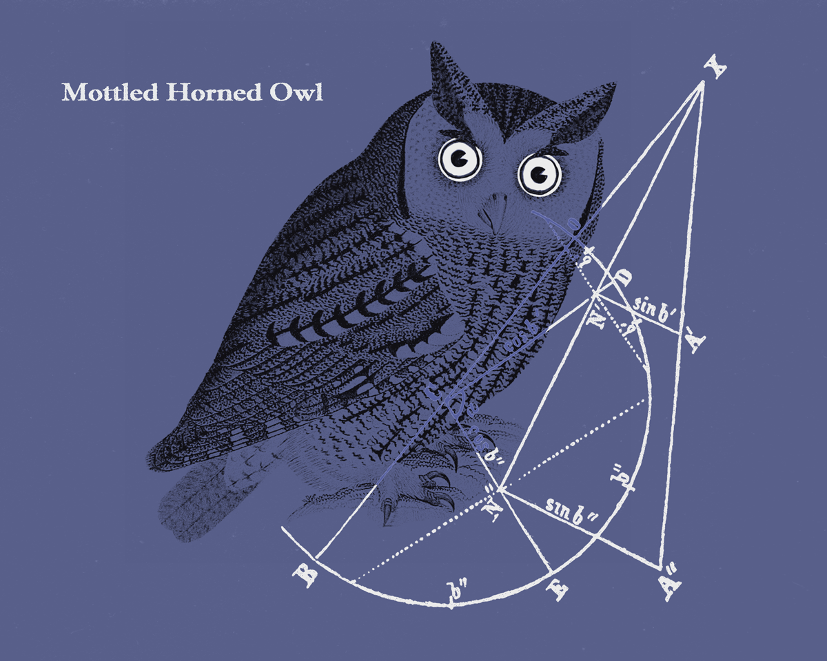 Owl - image 2 - student project