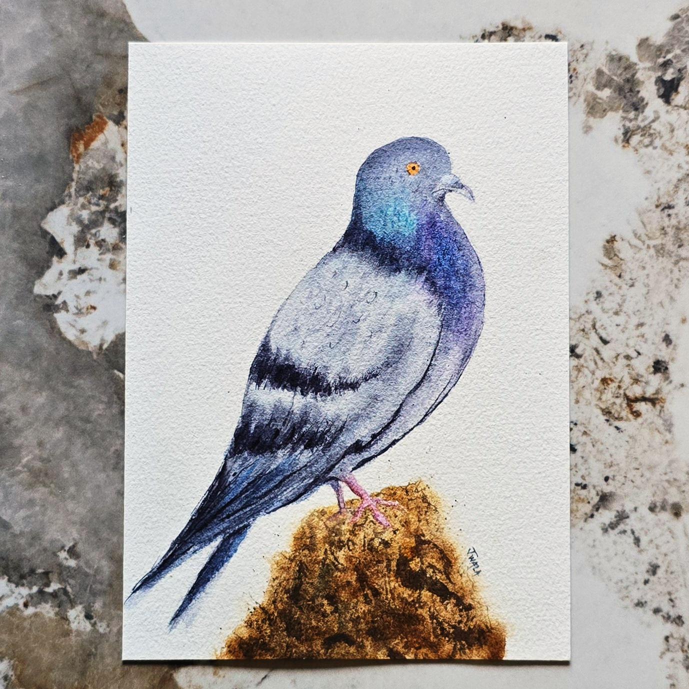 Watercolor Pigeon - image 1 - student project