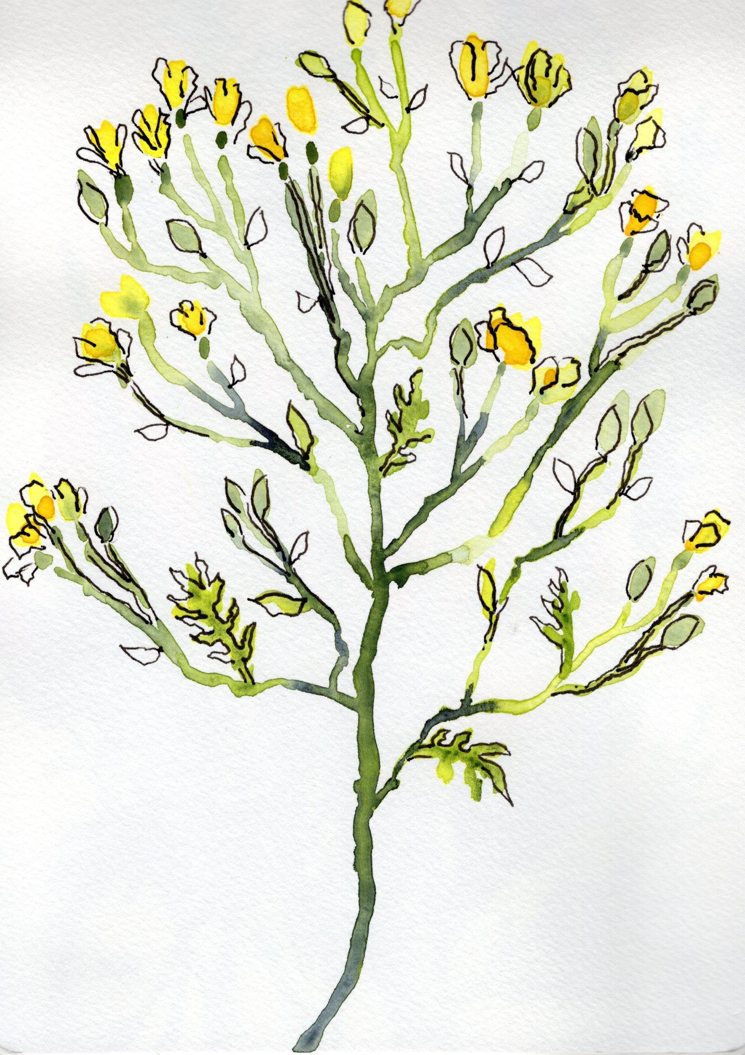 Black-eyed Susans and Wildflower - image 1 - student project