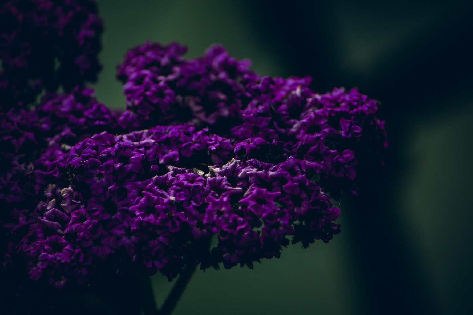 Lightroom Postproduction - image 2 - student project