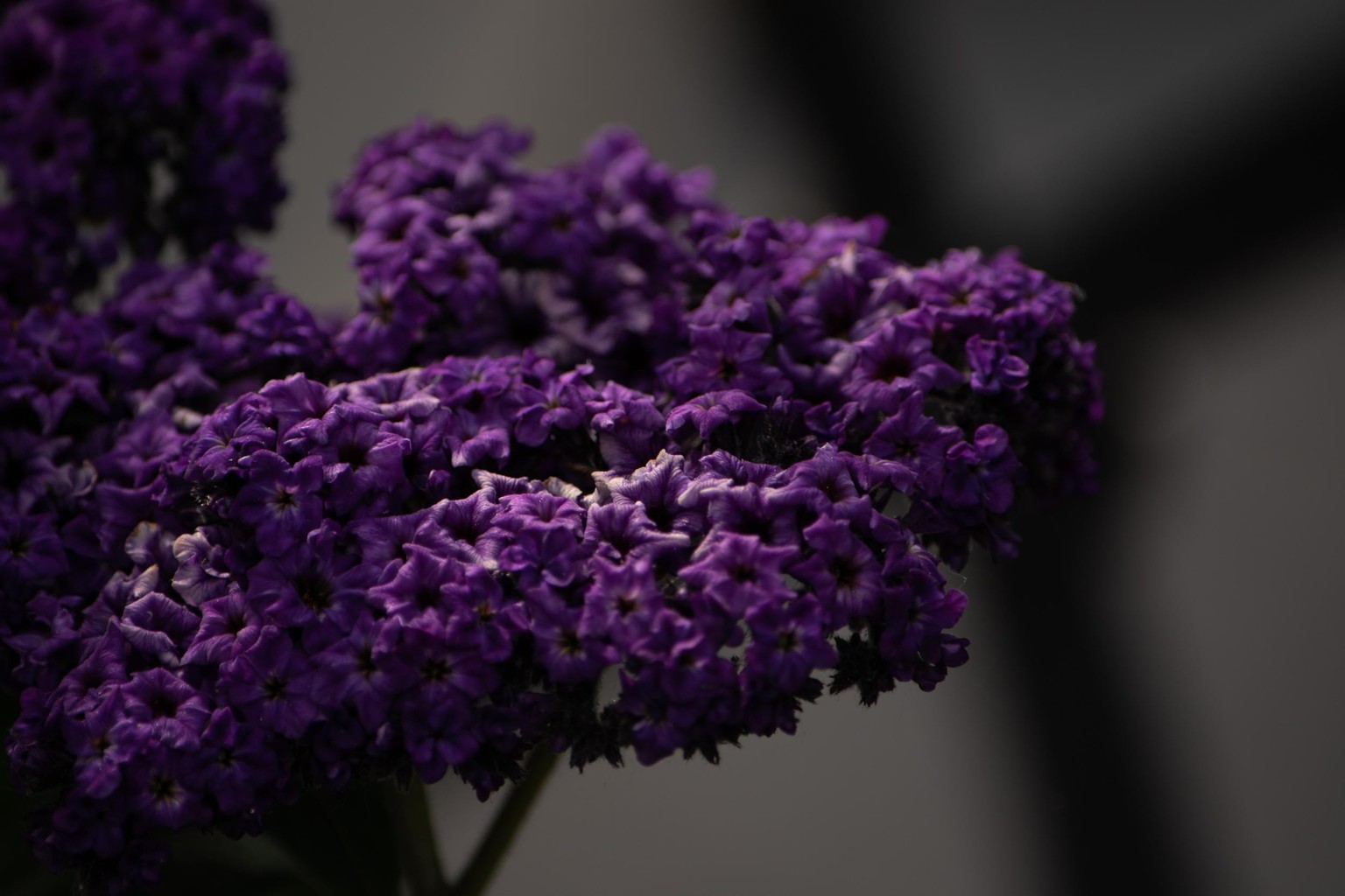 Lightroom Postproduction - image 1 - student project