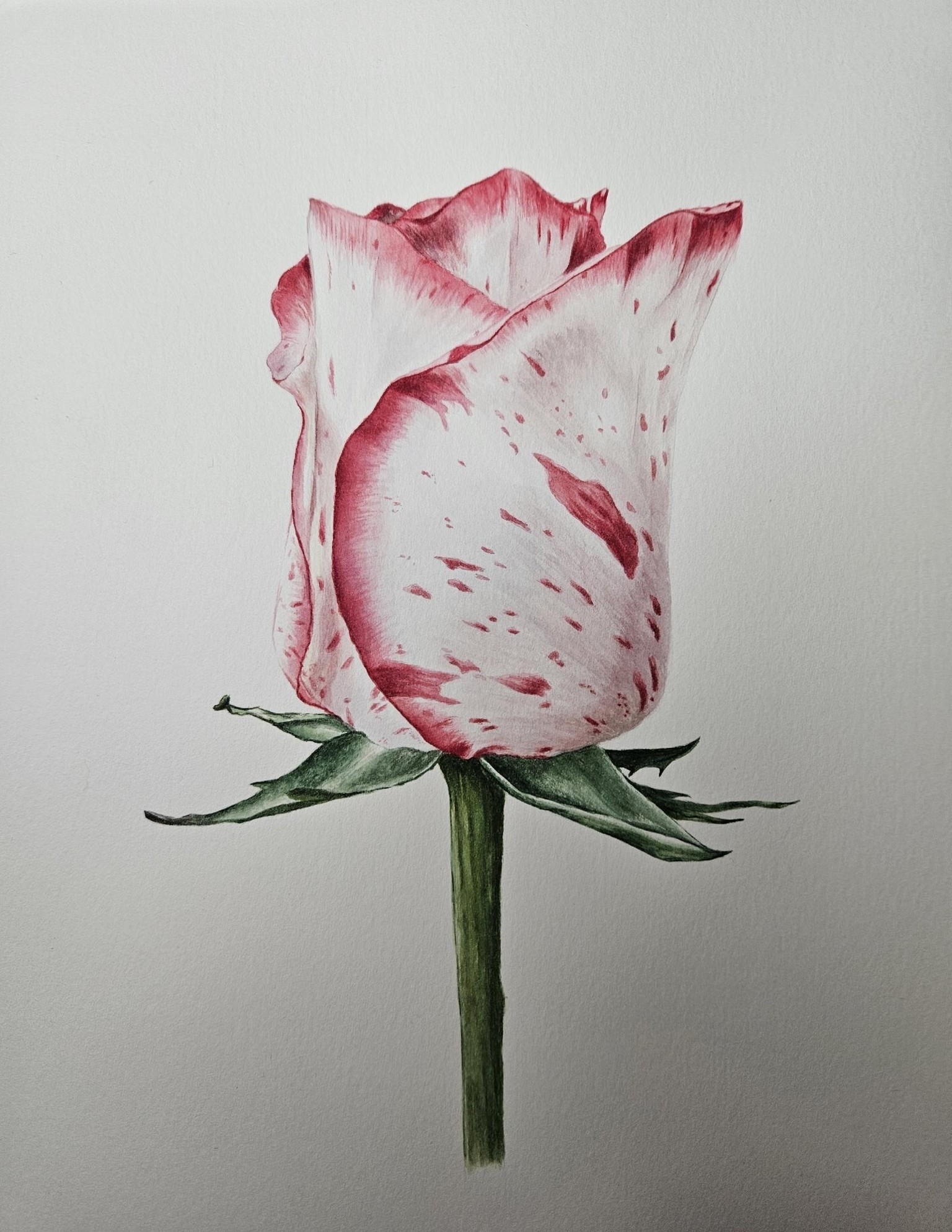 Rose - image 6 - student project