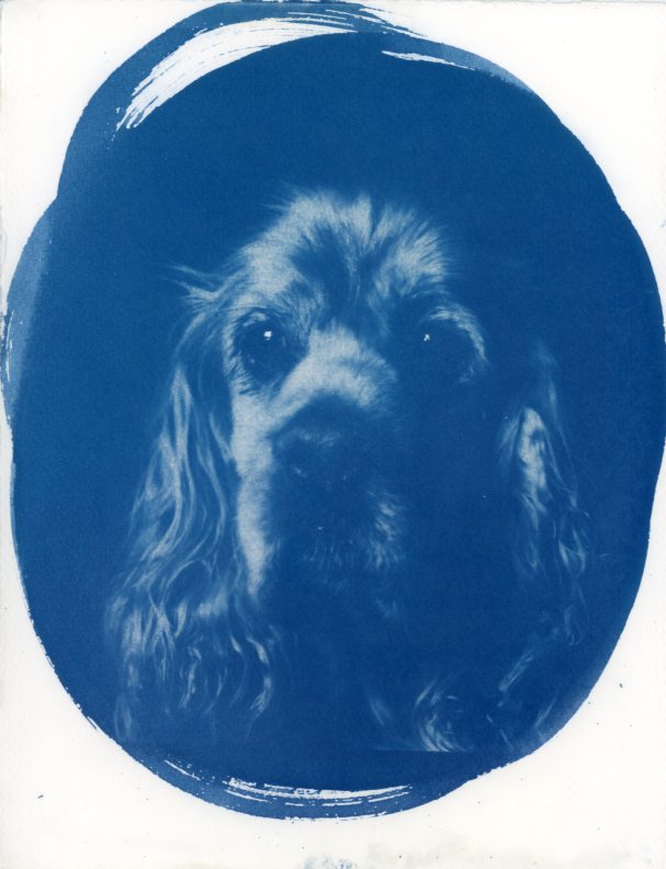 My Cyanotype Prints - image 1 - student project
