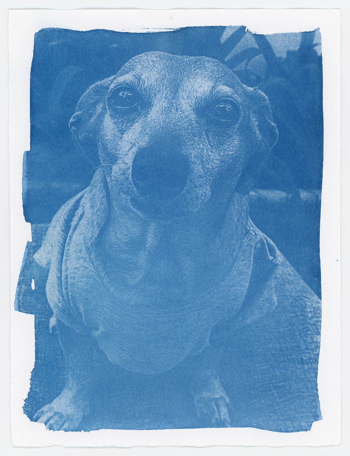 My Cyanotype Prints - image 4 - student project