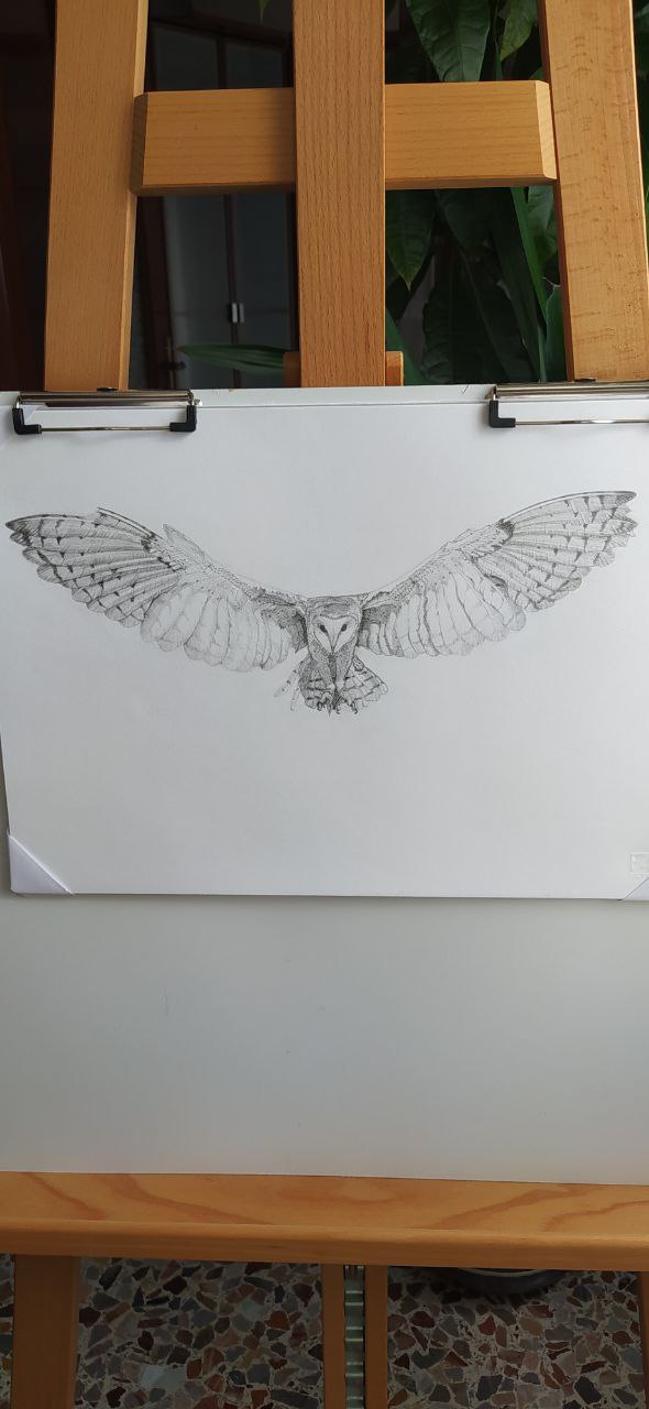 Owl - image 1 - student project